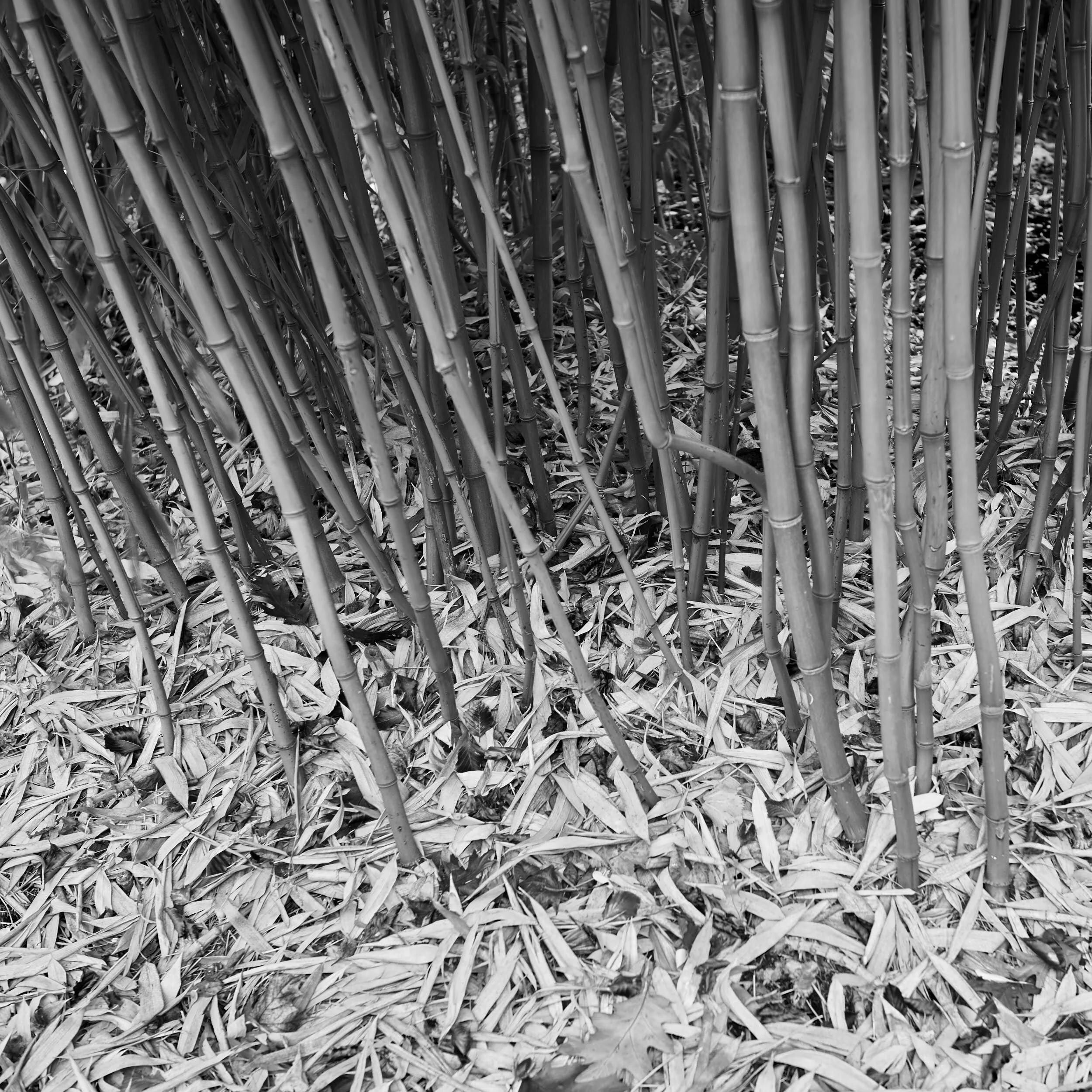Bamboo, RHS Wisley Gardens, Surry