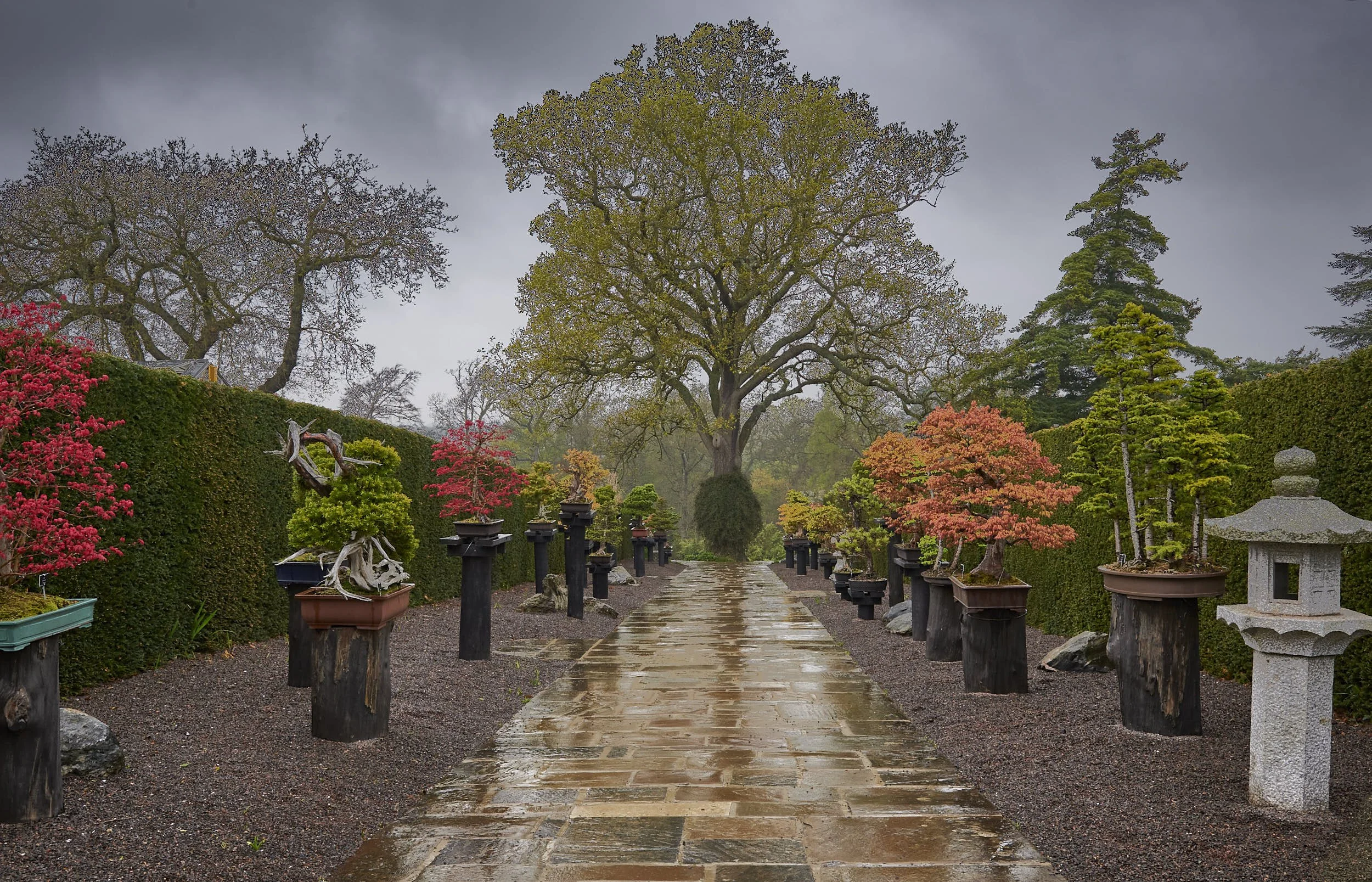 Bonsai Avenue, RHS Wisley, Surrey