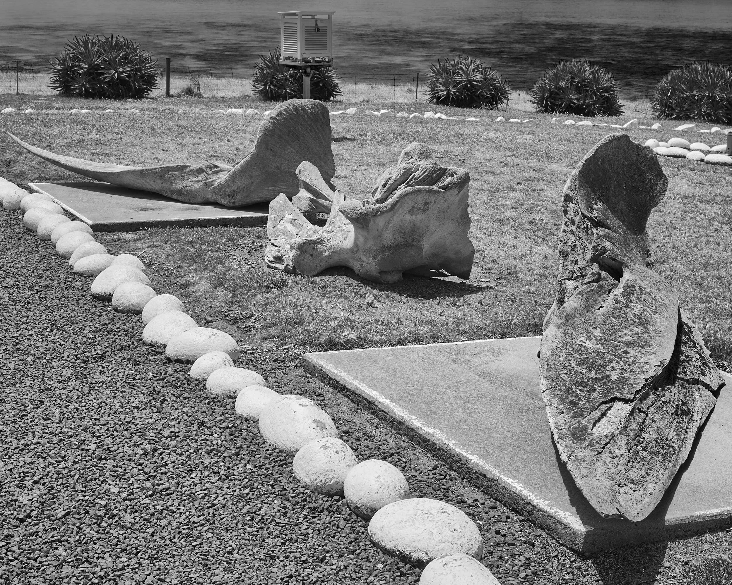 Whale bones, Kangaroo Island, Australia