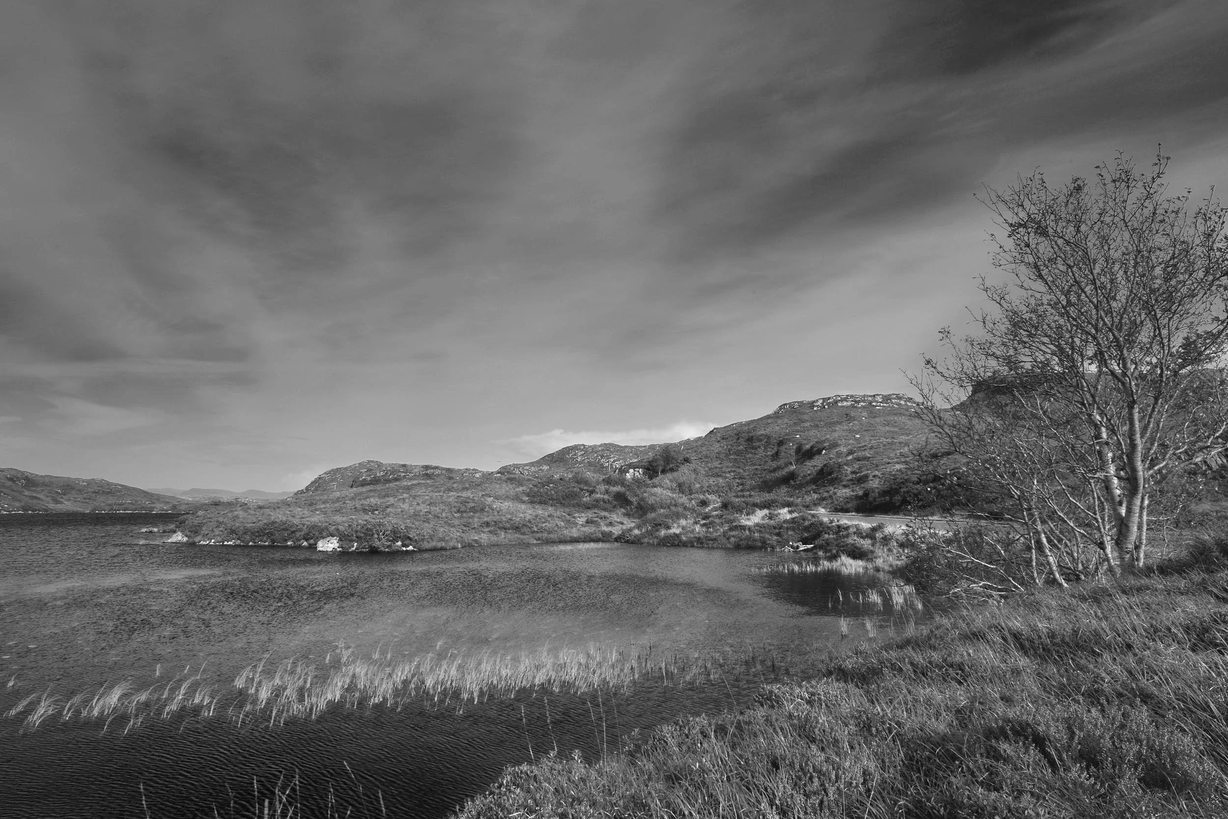 Loch and Tree, Kinlochbervie