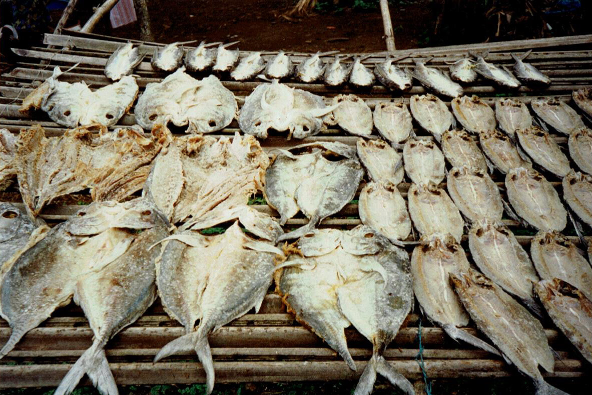PÊCHE : séchage du poisson