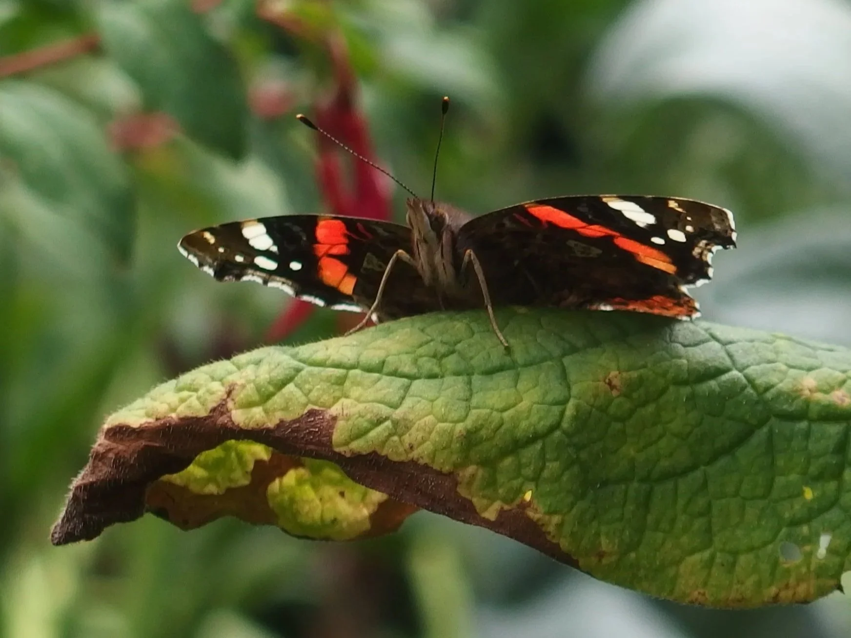 butterfly Hampstead Heath