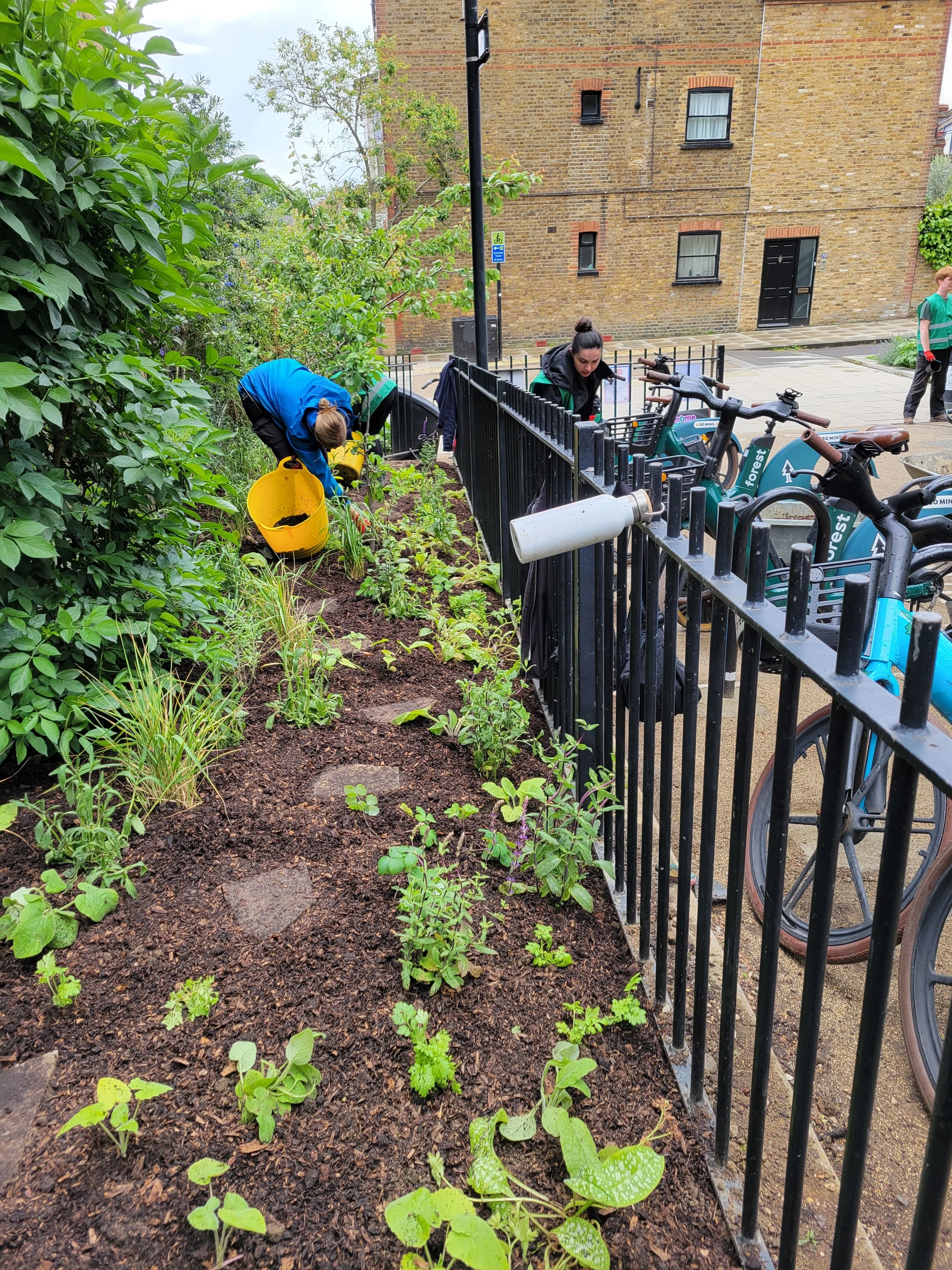 bee friendly border planting