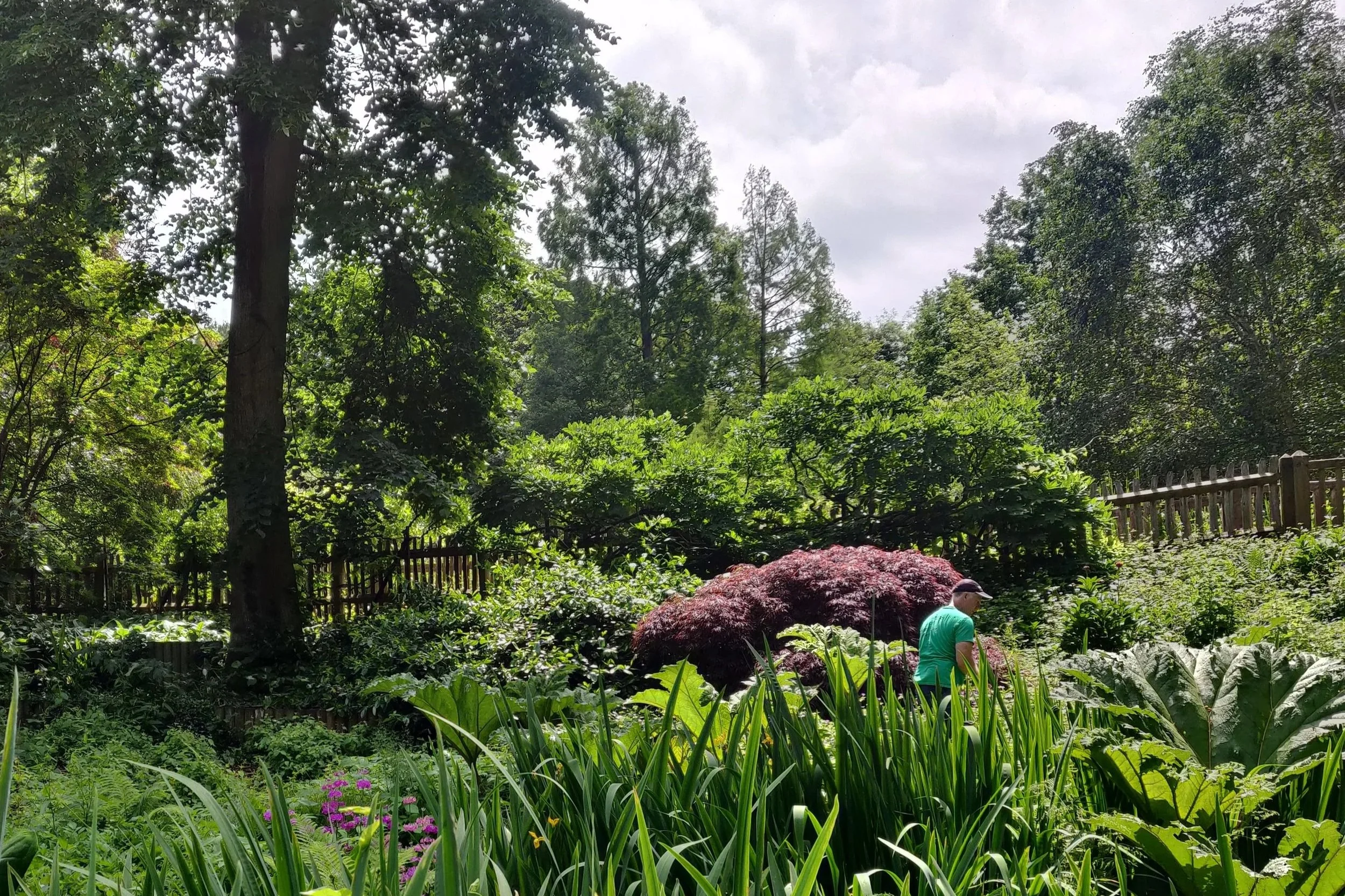 Golders hill park water garden