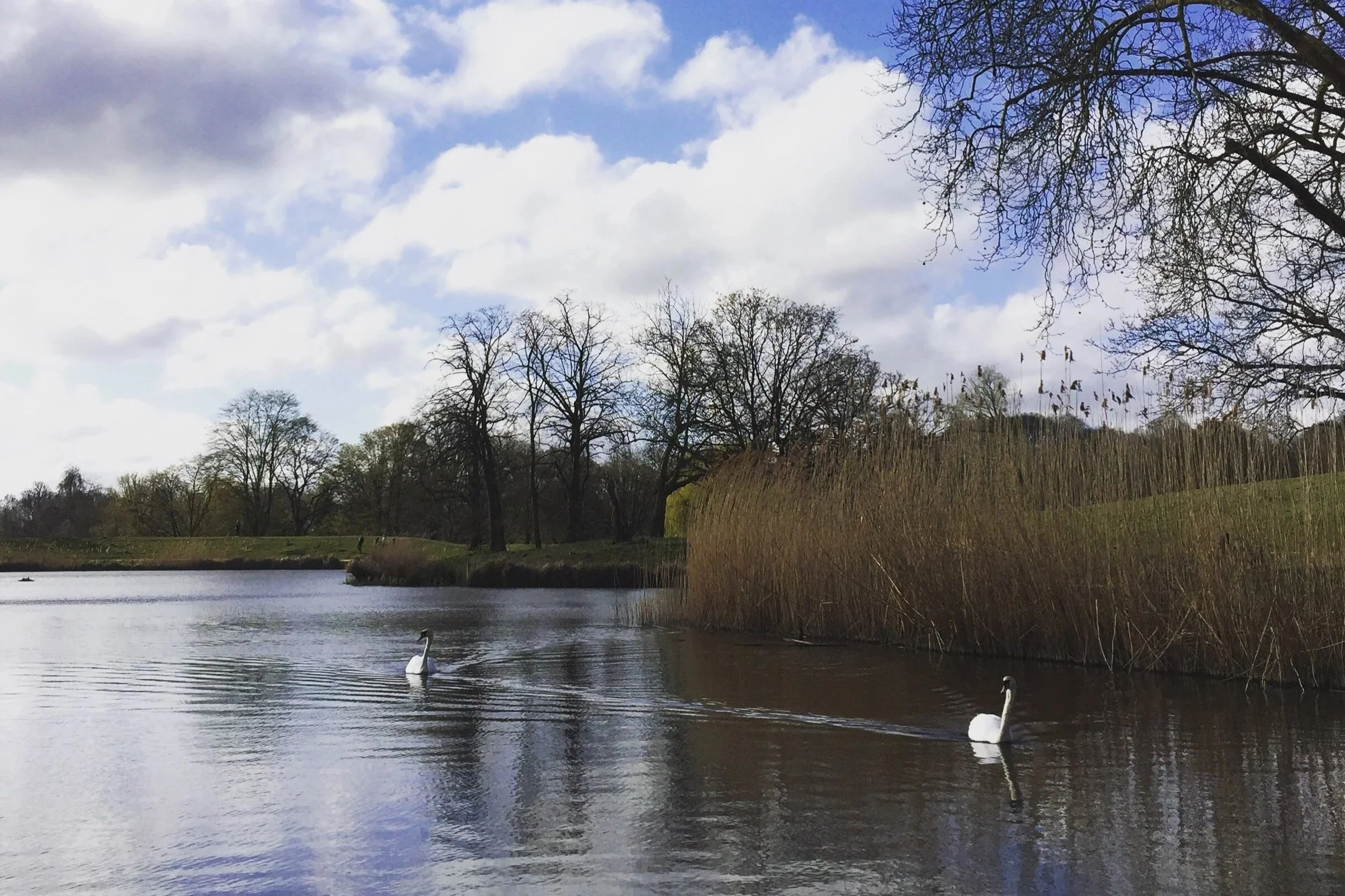 swans in hampstead heath pond