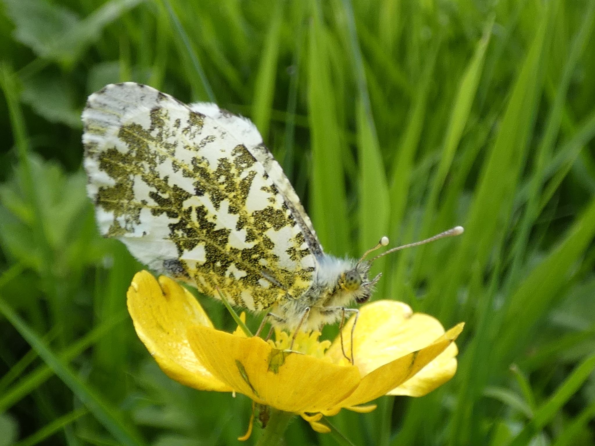 Nature Ramble - Butterflies