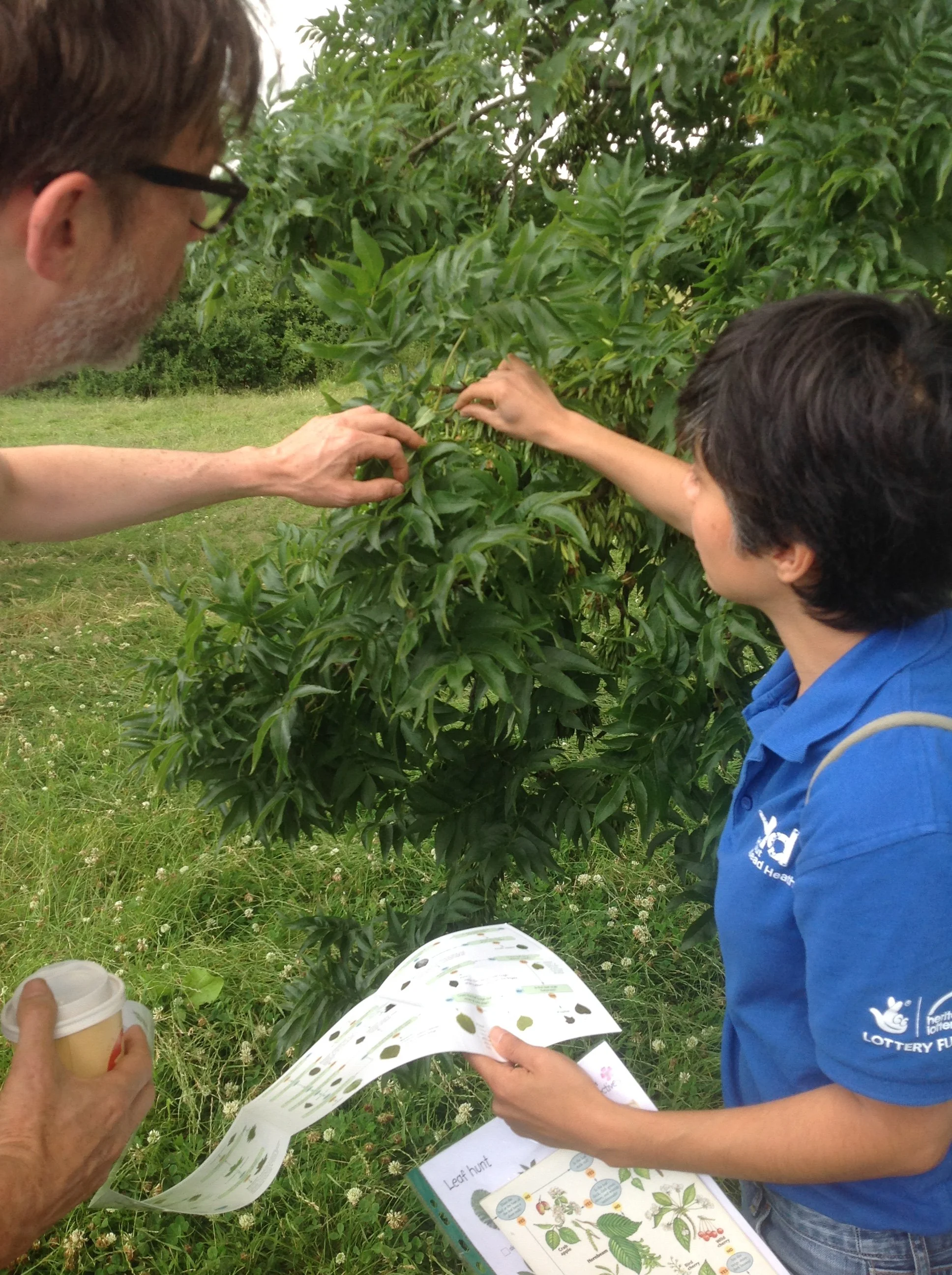 Leaf indentification