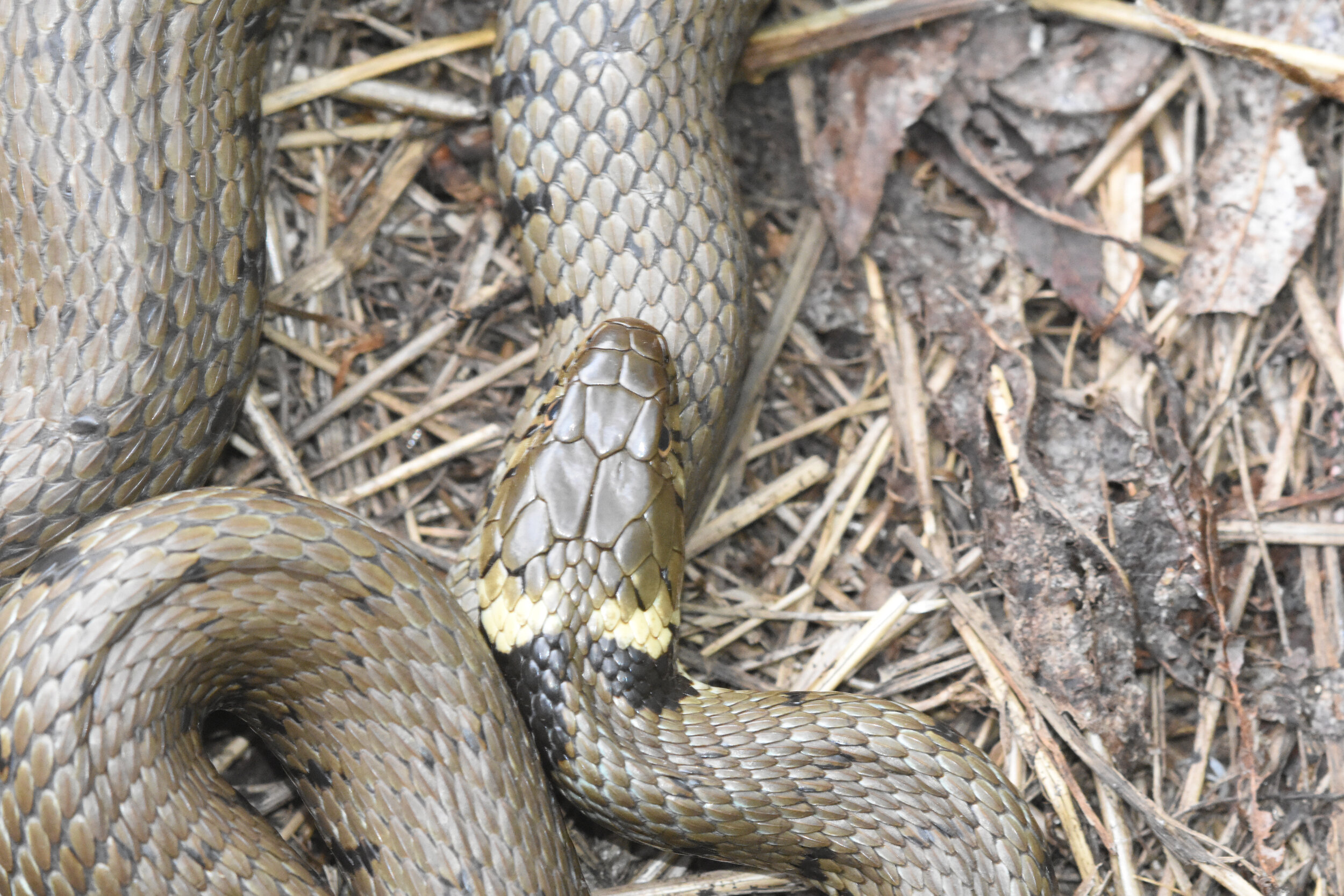 Wildlife monitoring on the Heath