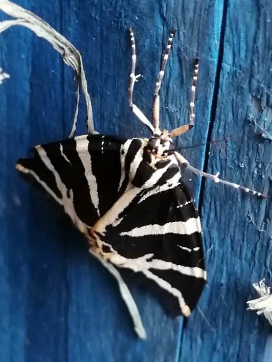 Jersey tiger moth in Hive Yard (c) Robert Rochford.jpg