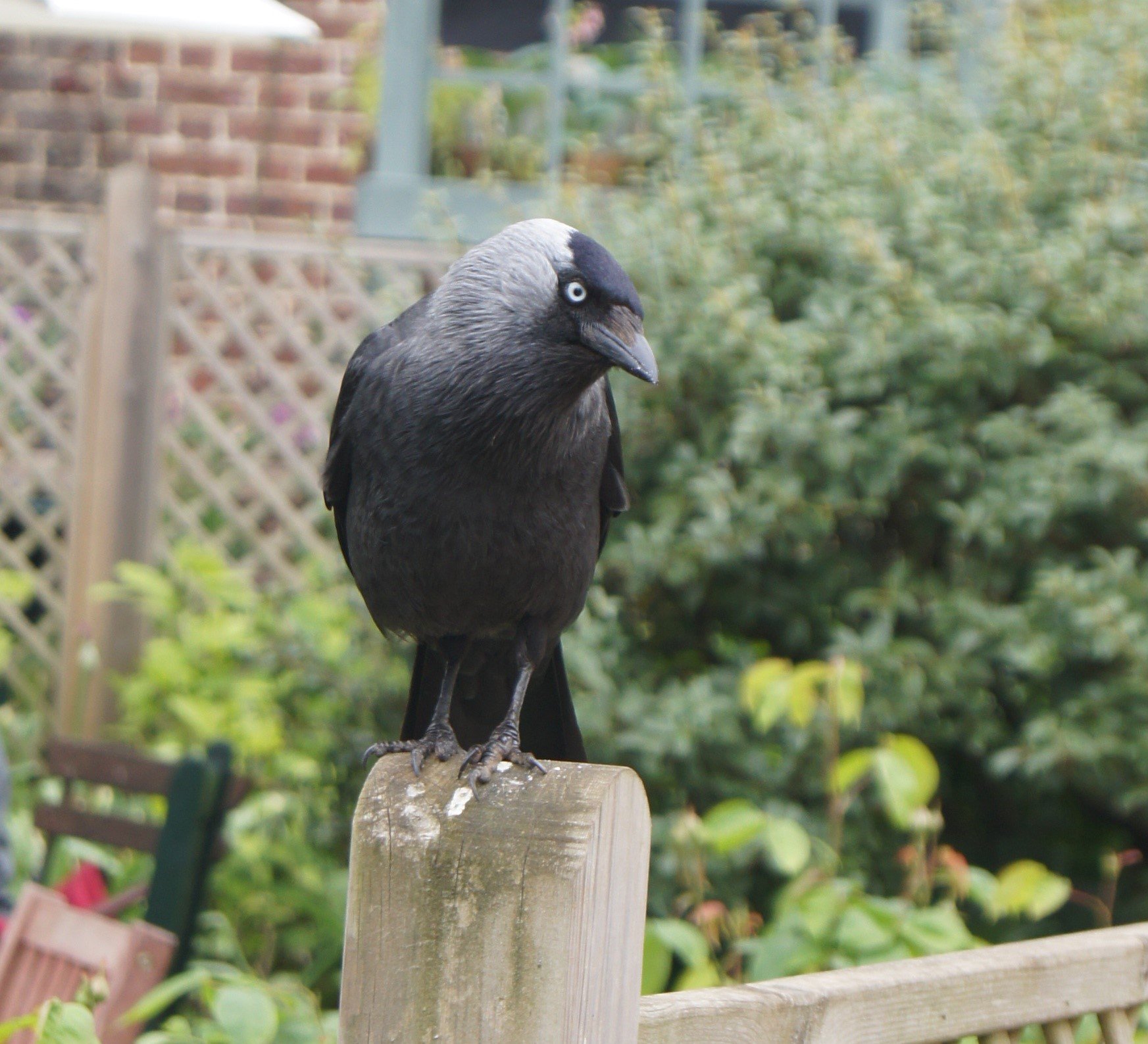 Jackdaw (Corvus monedula)