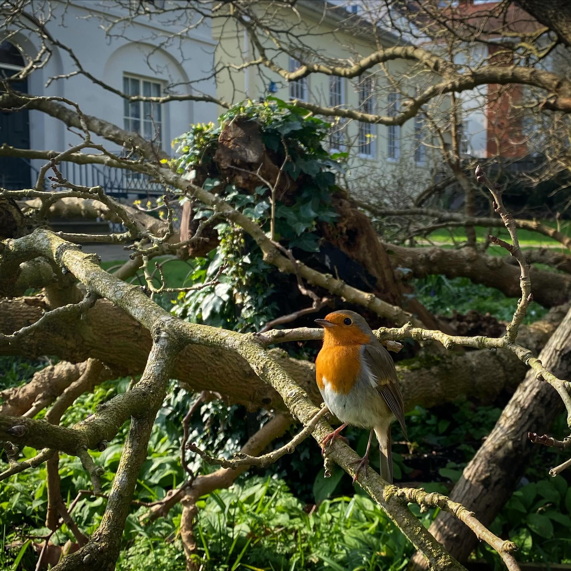 To brighten up this grey Monday, here&rsquo;s a cheery little robin we spotted last week watching our #volunteers working hard in the Keats House gardens. #keatshouse #keatshousegarden @keatshousemuseum #heathhands #robin #bird #mondaymotivation