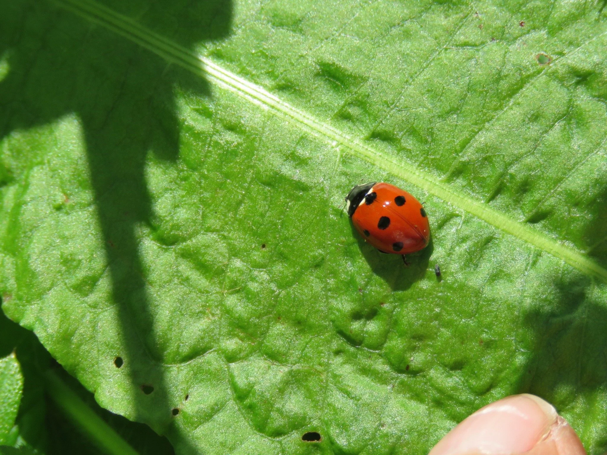 Insect safari - Highgate Wood