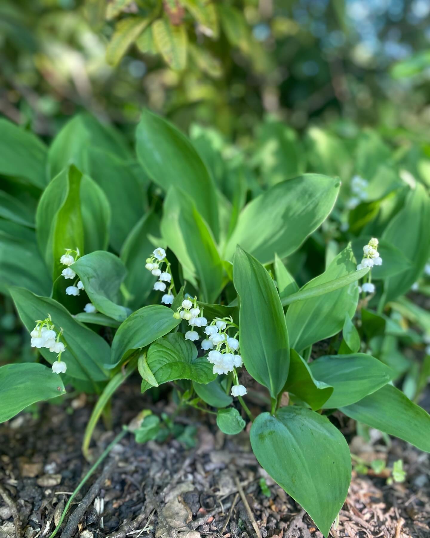 Lily of the Valley for 1st May at the Kenwood Dairy 💚
Check out our upcoming nature journaling workshops on 8th and 24th May to spend time observing and getting inspired by the Estate’s beautiful plants and flowers!
#may #lilyofthevalley #sp