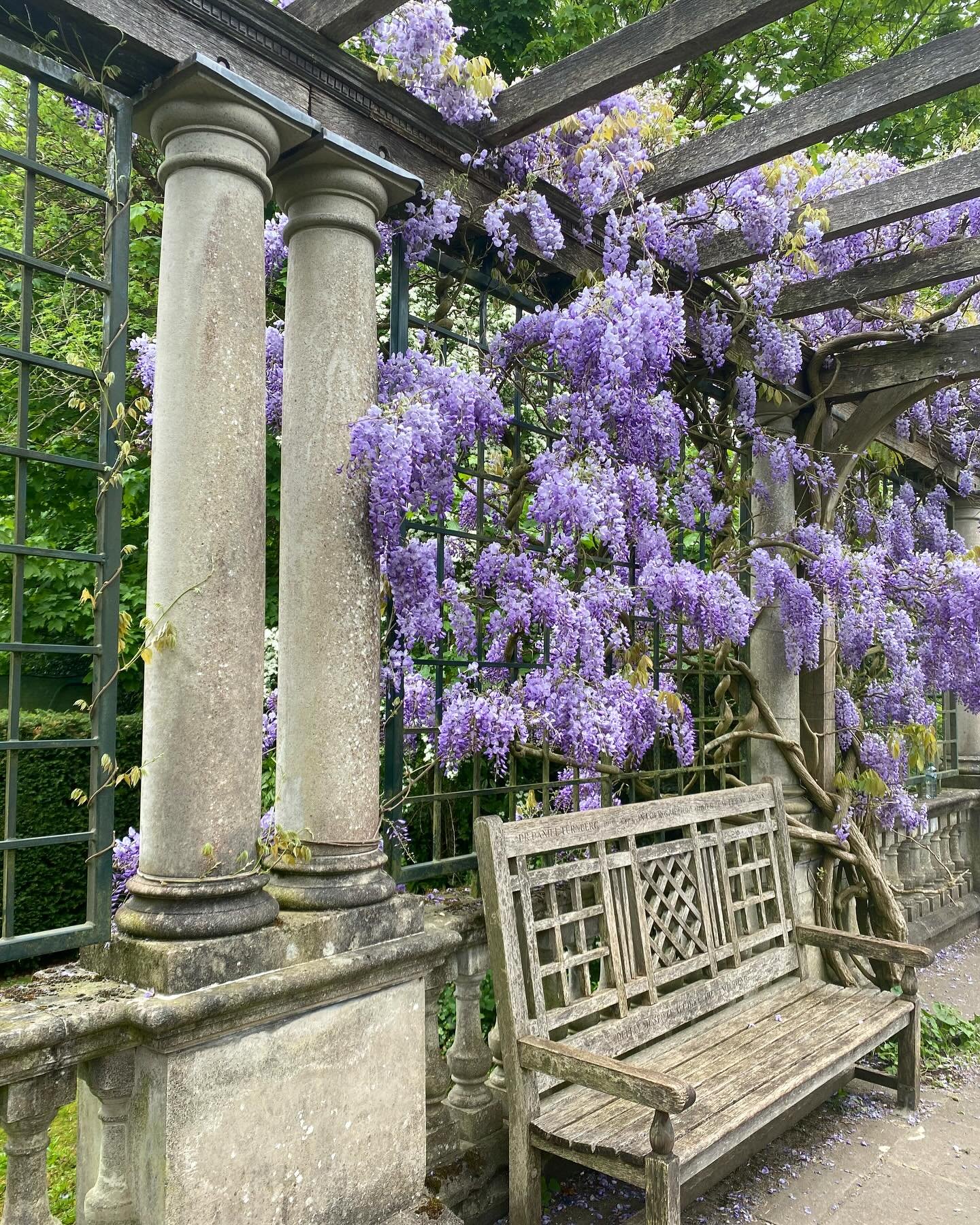 The flowers in the more formal parts of Hampstead Heath are looking amazing these days - do check out the Hill Garden and Pergola (now’s the time to catch the wisteria!) and tucked away Athlone Gardens if you’re out and about!
#wisteria