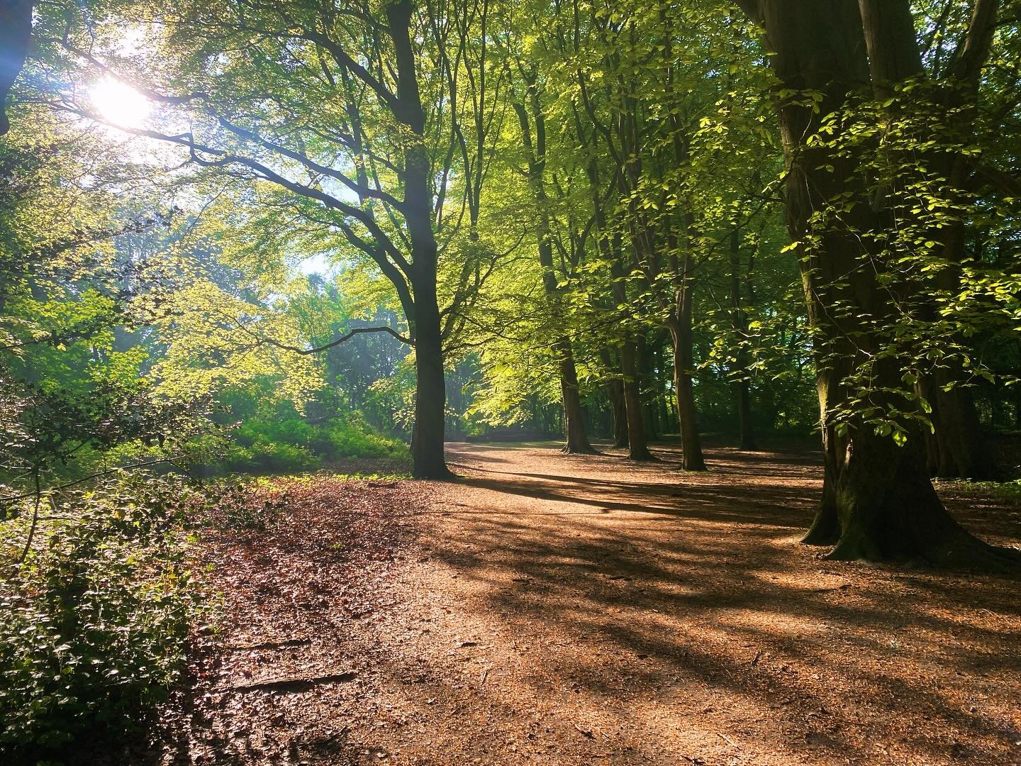Looking forward to co-leading a workshop on the significance of trees with Rev, Kate Dean of @rhuc_hampstead as part of Urban Tree Festival - @urbantreefest - this Sunday!
.
.
#hampsteadheath #urbantreefestival #tree #trees #woods #woodland #friday #