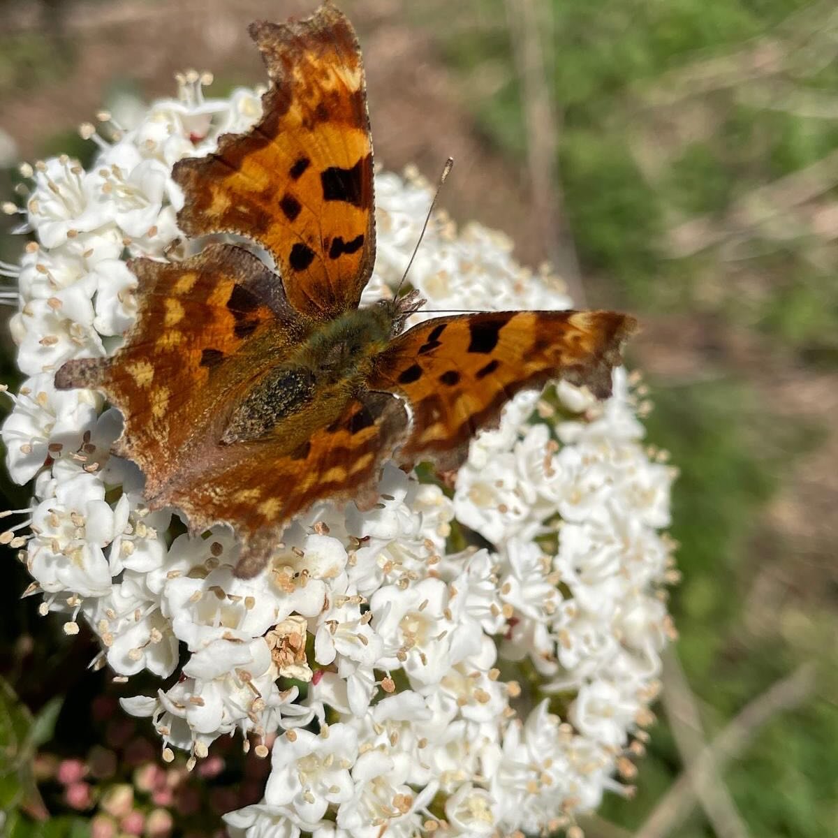 Today, on day 4 of #volunteersweek, we’re celebrating our brilliant monitoring volunteers, who help collect valuable ecological data by monitoring Hampstead Heath’s butterflies, dragonflies and grass snakes (pictured here) as well as moni