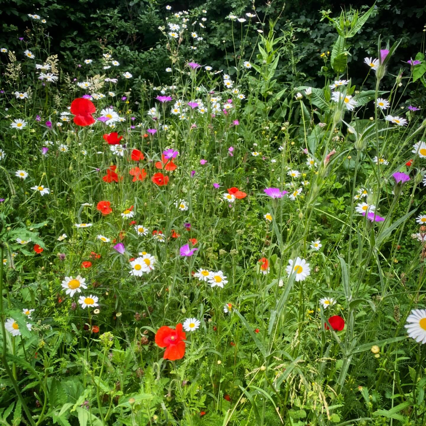 This #greatbiggreenweek we’re celebrating the new section to our Hive wildflower meadow which is looking great at this time of year! Come and check it out behind our base at the Hive, Hampstead Heath.
Many thanks to all who donated to support