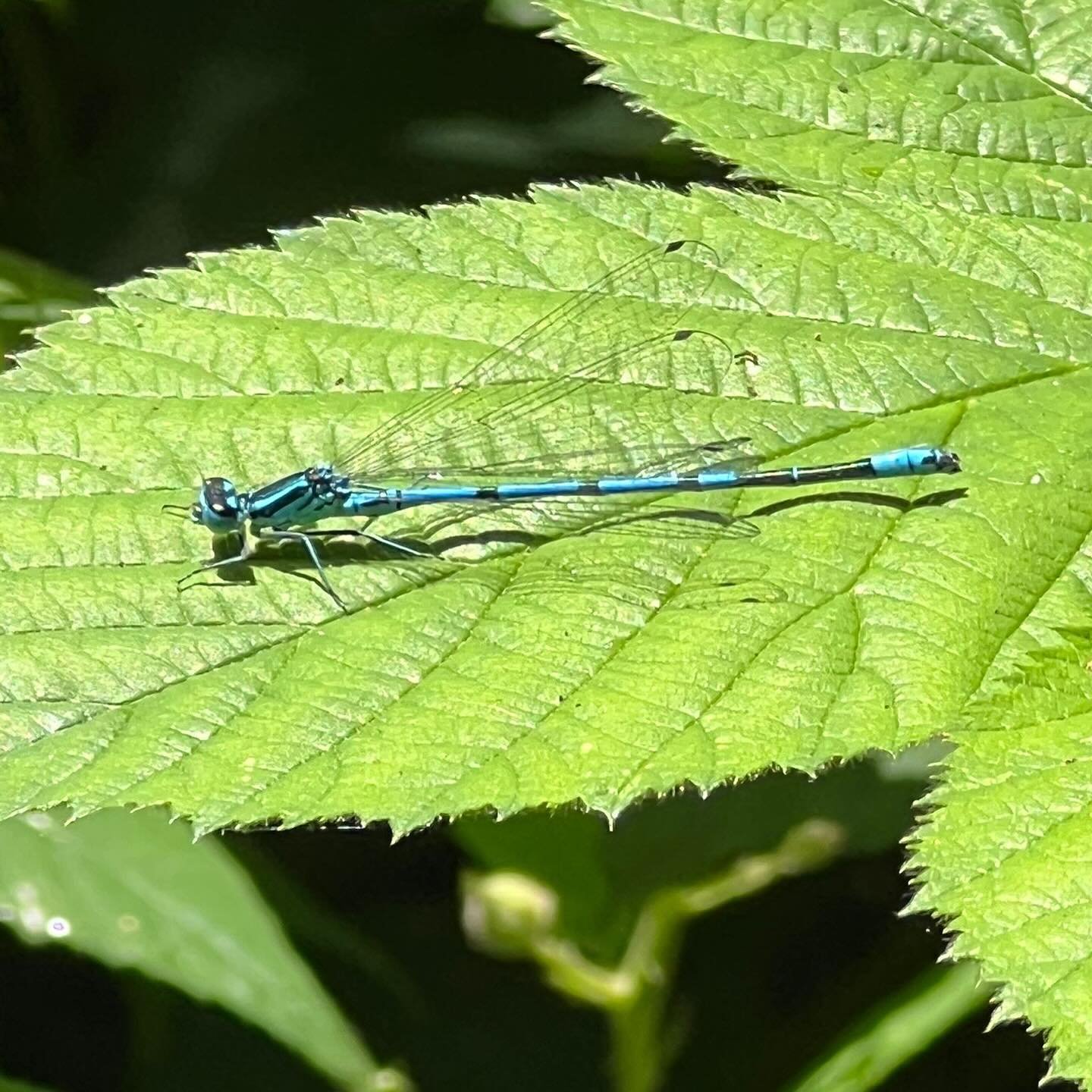 This week is #dragonflyweek so big shout out to our wonderful dragonfly monitors who go out regularly in the summer months to keep track of Hampstead Heath’s dragonflies and damselflies to feed data back to the Ecologist and inform the manageme
