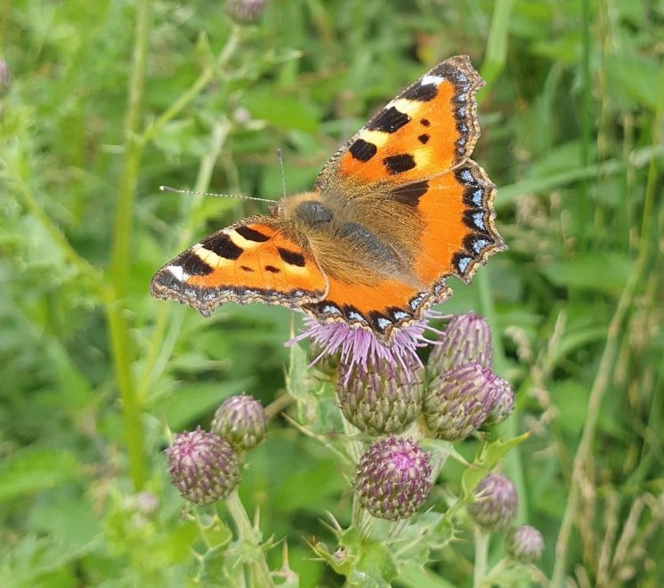 Today marks the start of the @savebutterflies annual #bigbutterflycount. To mark the occasion, give you all the info you need on taking part in the biggest butterfly survey in the world and celebrate 50 years of the UK's Butterfly Monitoring Scheme (