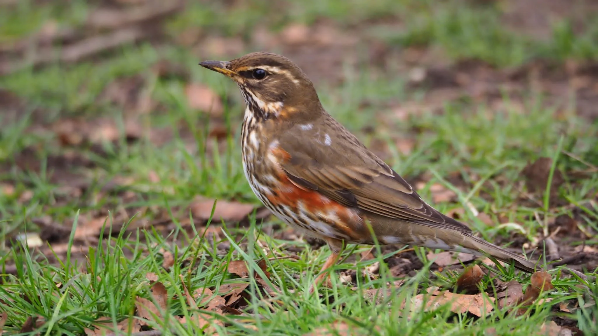Guided walk - Birds of the Heath in the Autumn