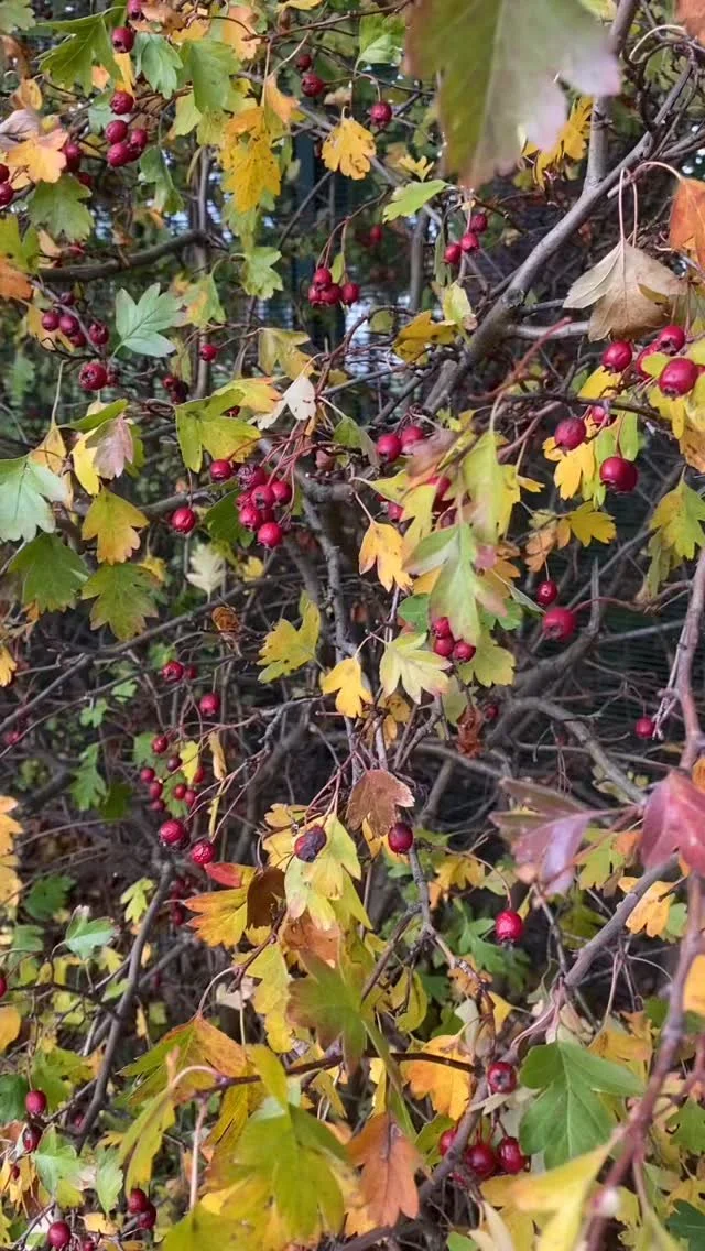 Please support (and share!) our crowdfunder to plant new native hedges on Hampstead Heath. Any donations, no matter how small, much appreciated and, thanks to Aviva and British Airways community funds, donations are TRIPLED!!
Details in bio or on h