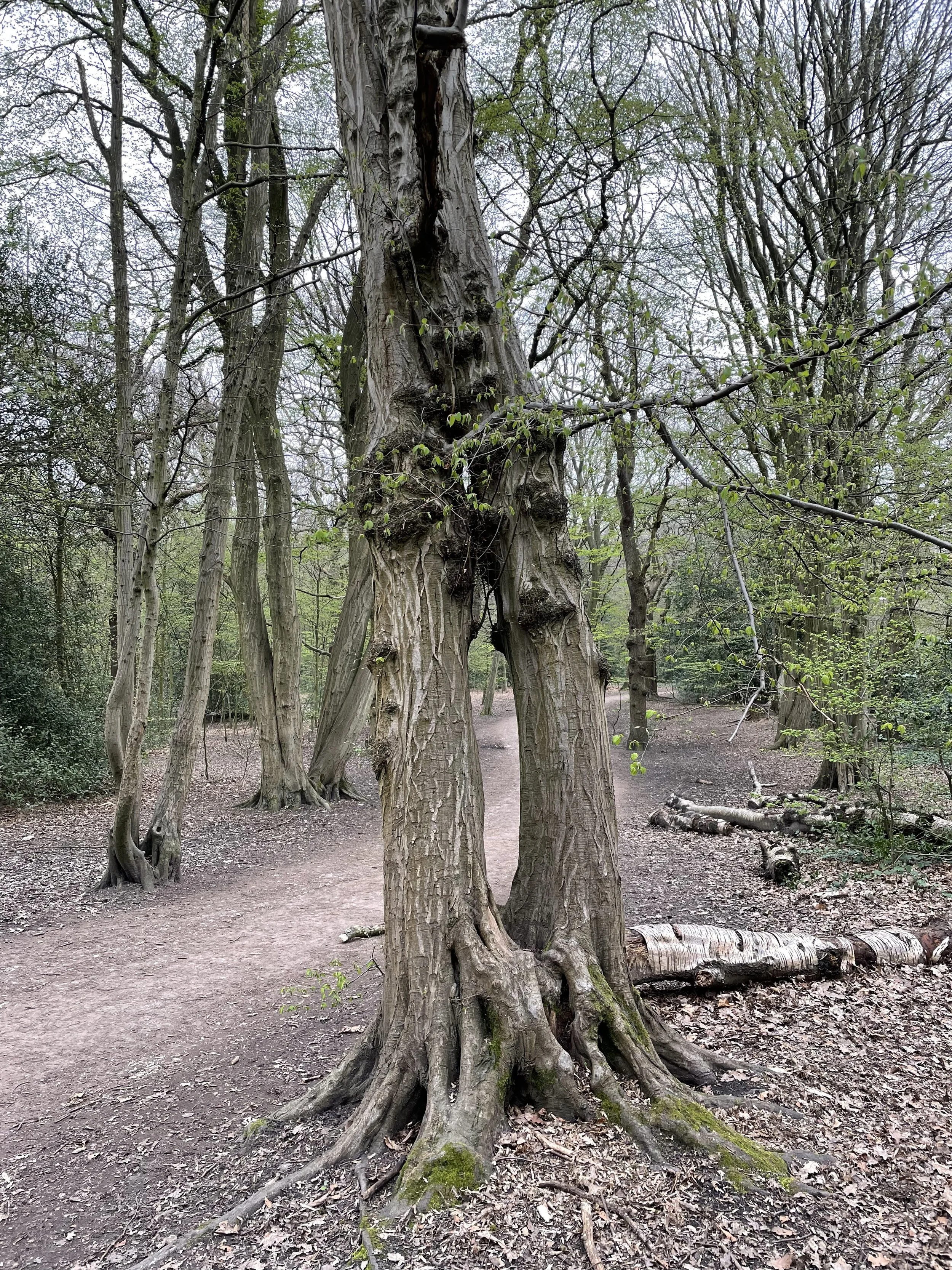 Highgate Wood Winter Walk