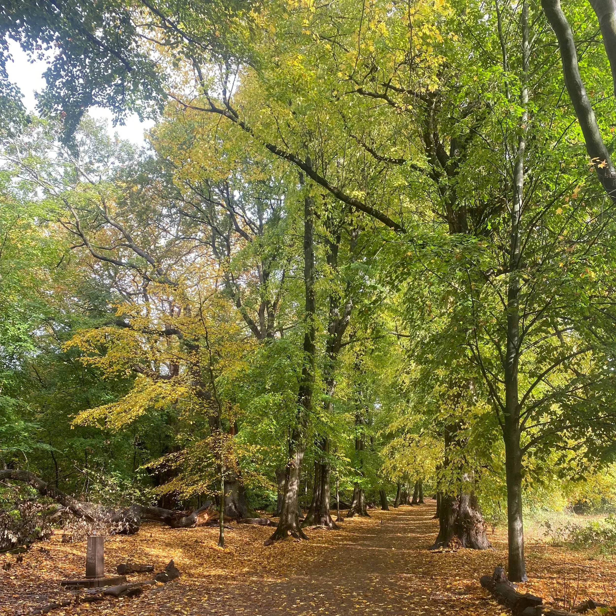 Autumn grips the Heath