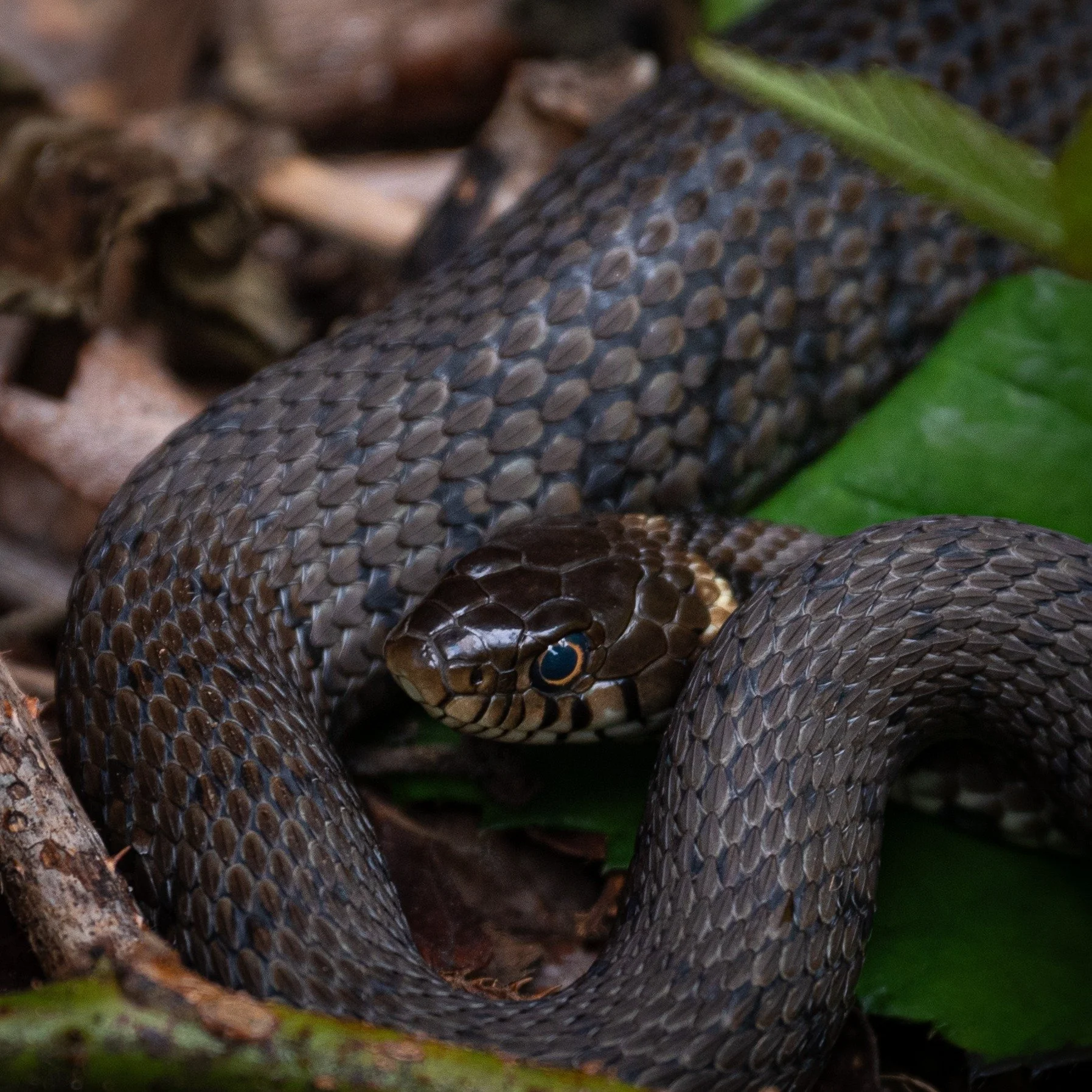 On today's #reptileawarenessday , did you know that Hampstead Heath is home to (probably) the closest population of grass snakes to Central London? 
To find out more about this amazing species, head over to our blog post: https://www.heath-hands.org