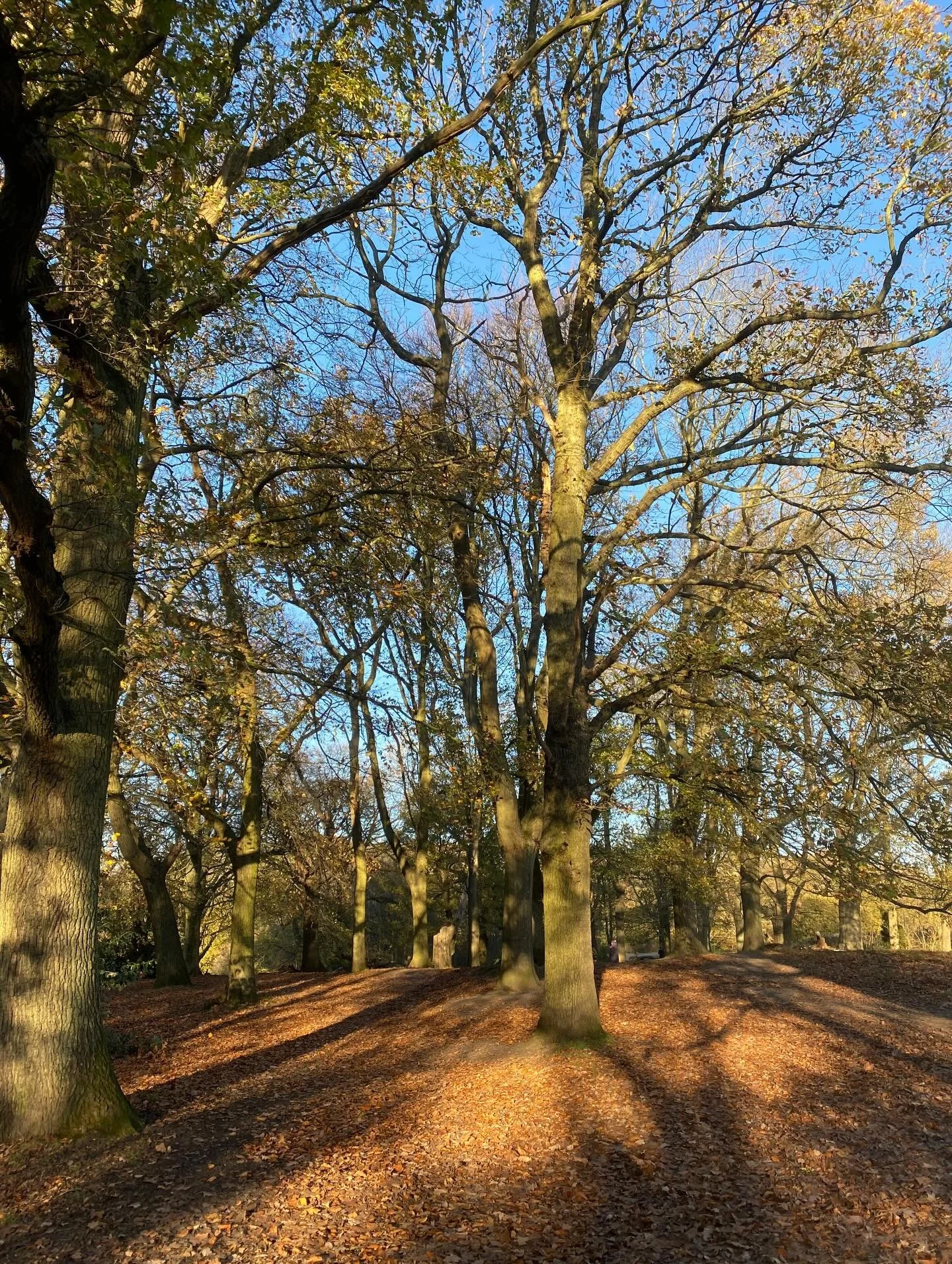 Starting to feel like winter on the Heath! Come and enjoy the wintry landscapes this weekend with:
- our last nature journaling workshop of the year at Kenwood (Saturday)
- a gardening session at Parliament Hill (Saturday)
- a visit to our into hut t