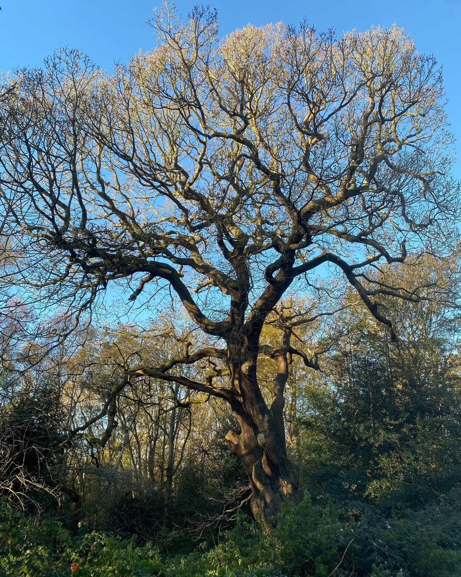 To mark #NationalTreeWeek, get inspired by the Heath's trees in our blog post focusing on our latest tree planting activities and highlighting tree resources on our website (including free spotter sheets on hedgerows and some of Hampstead Heath's key