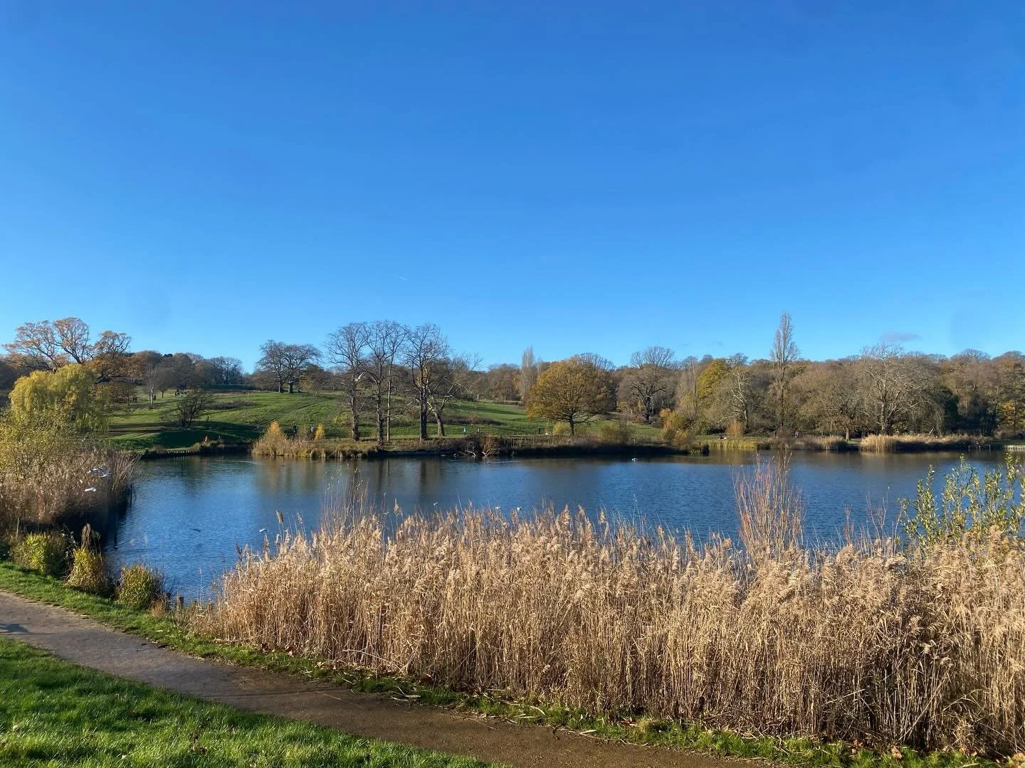 Bright and sunny on the Heath today! 
If you&rsquo;re out in the chilly sunshine, do pop by to say hello at the Heath Info Hut by the Parliament Hill Farmers Market anytime from 10am-2pm and pick up a map, bride to trees, birds or features of the Hea