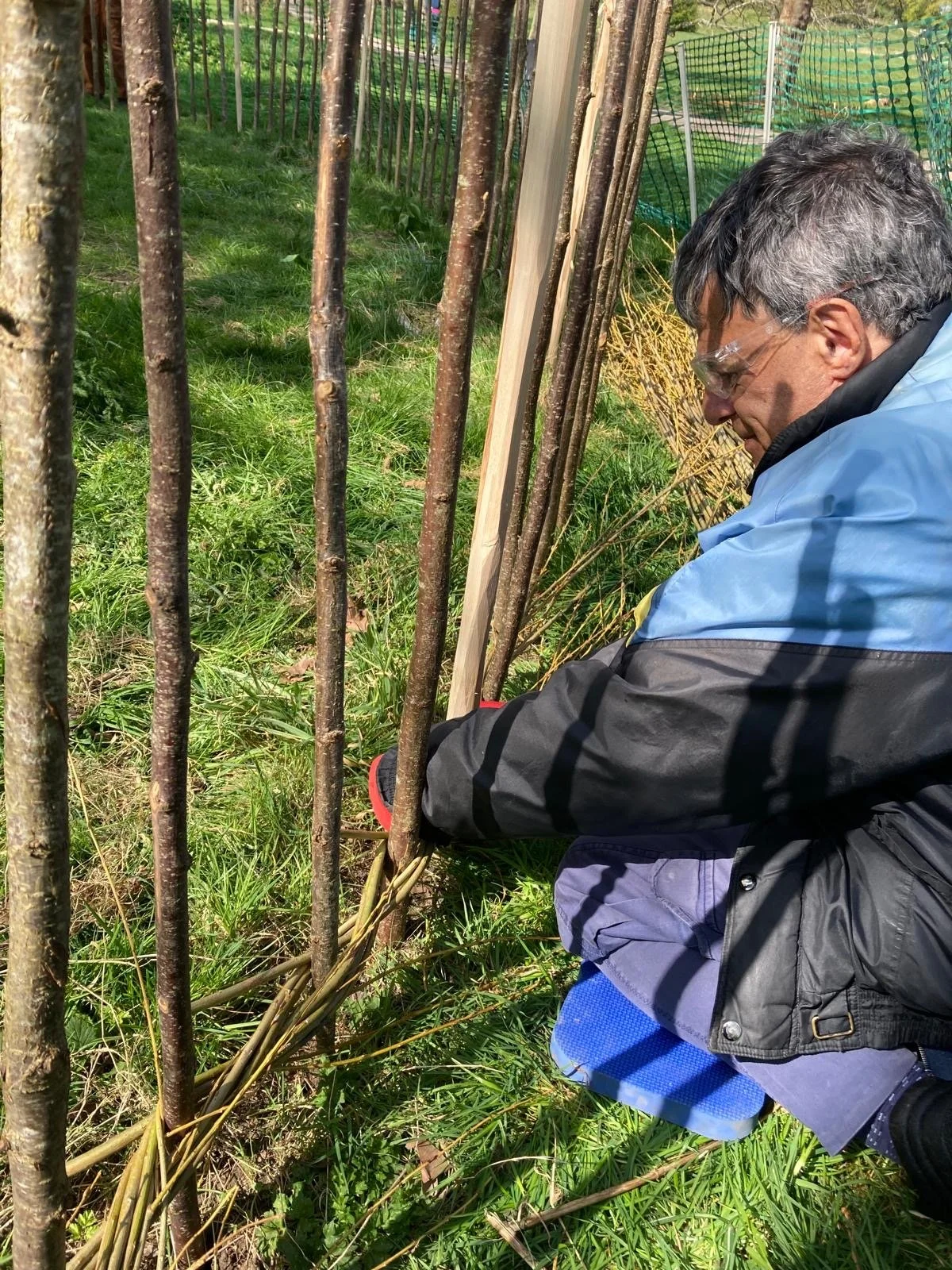 pond fence weaving.jpg