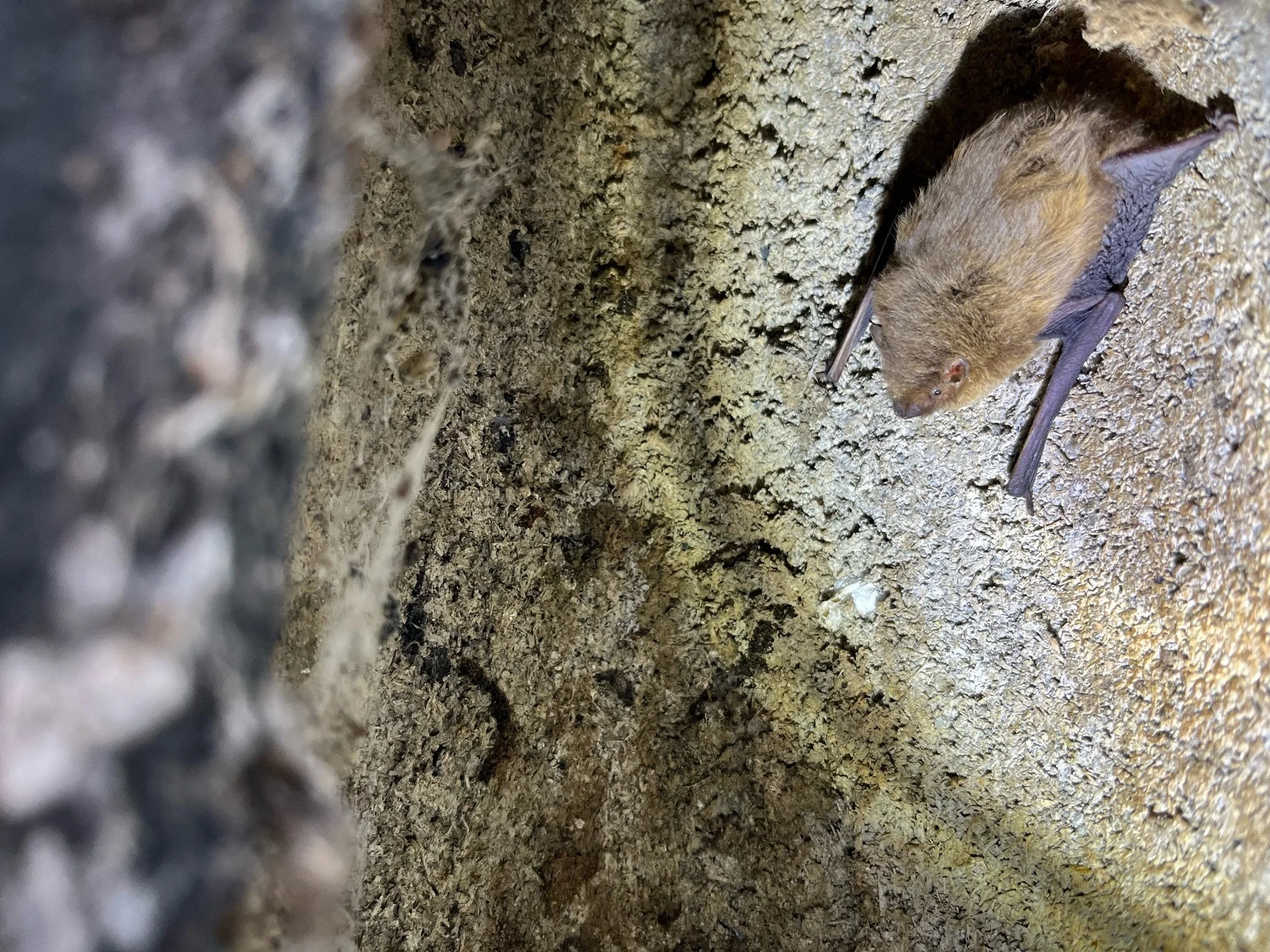 hh bats 4 cindy 2025.jpeg