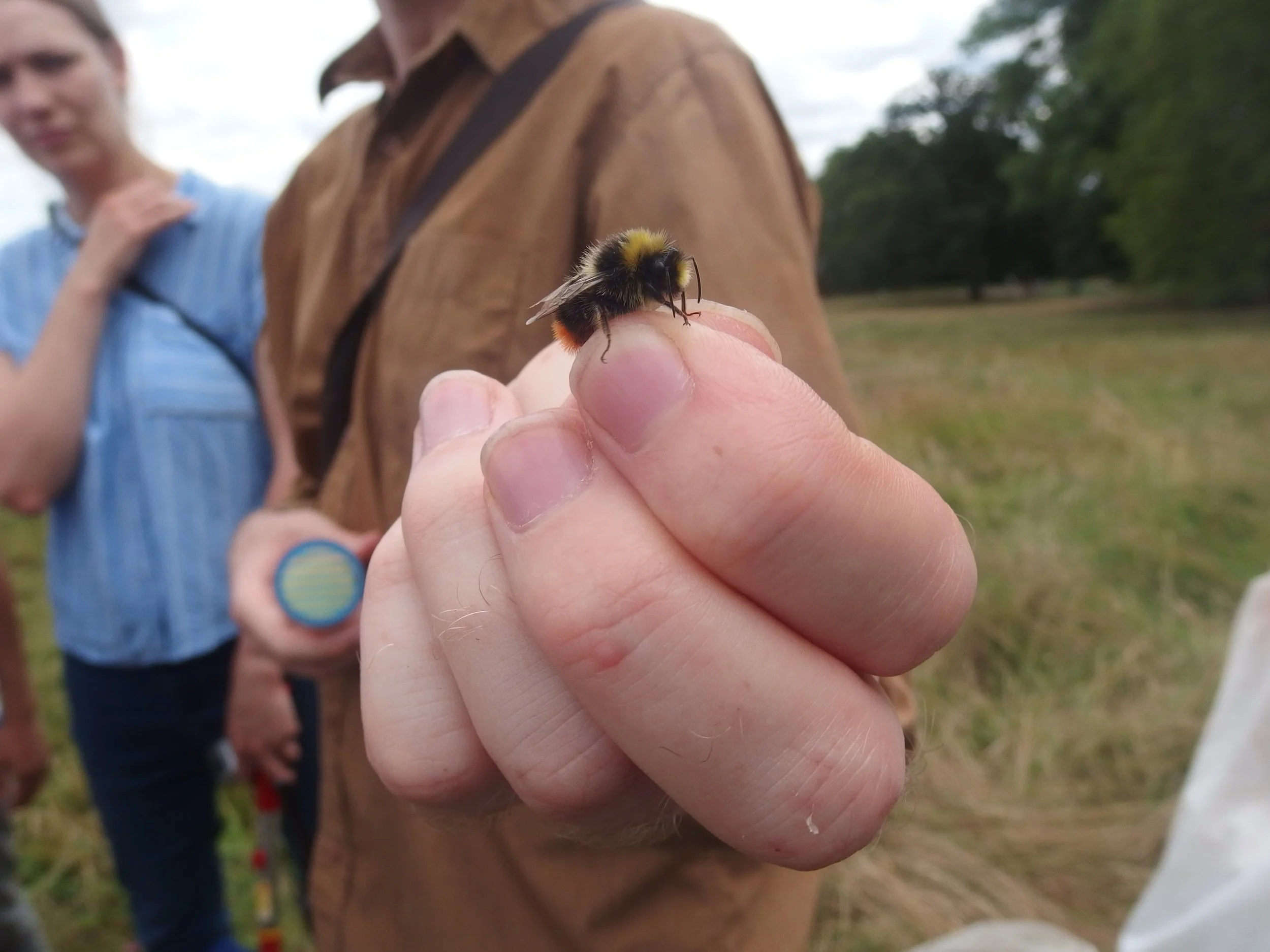 LNHS survey - Hampstead Heath bees and flies