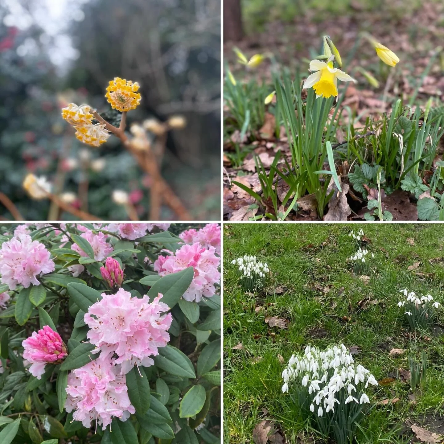Flowers for Valentine&rsquo;s Day &hellip; a bit of Spring colour in the gardens around the Dairy in Kenwood.

#spring #kenwoodhouse #hampsteadheath #flowers #nature