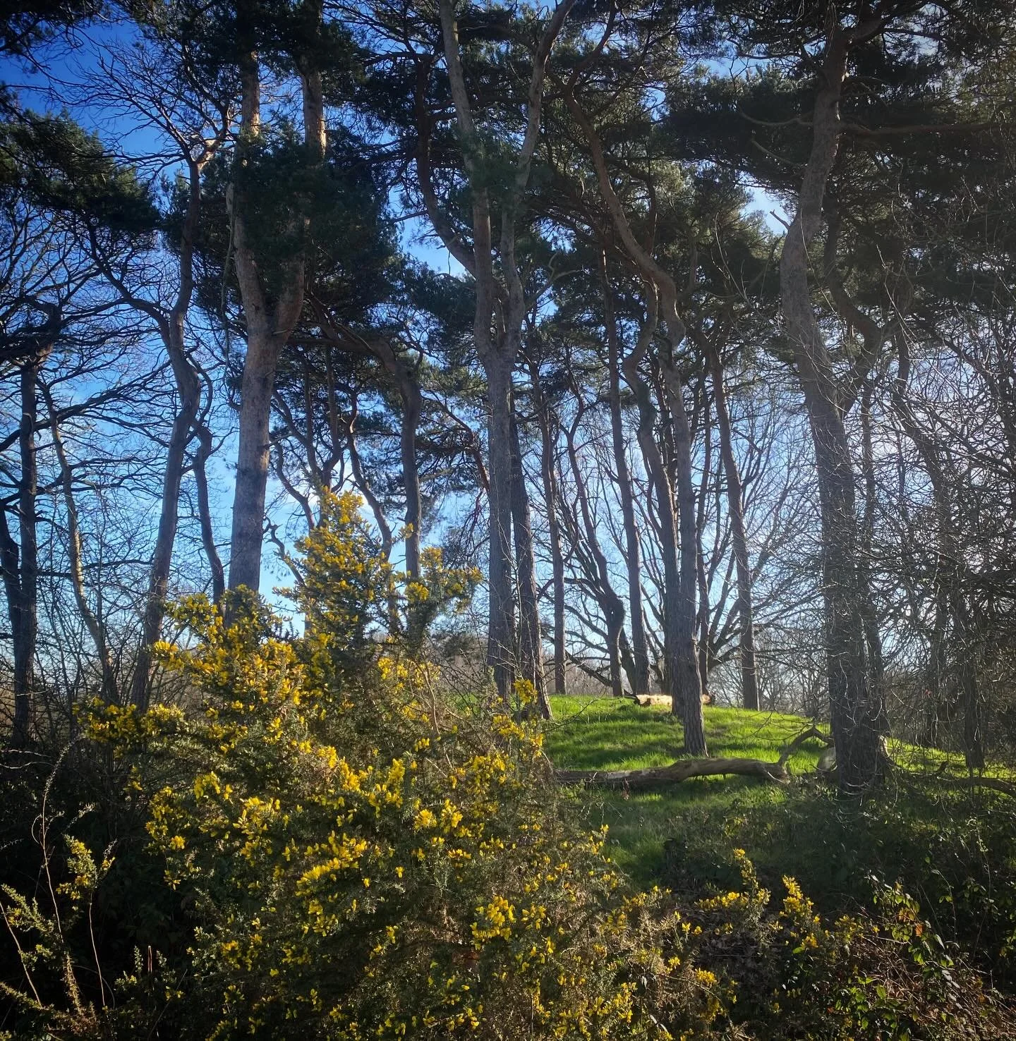 The Heath&rsquo;s Tumulus looking beautiful in the Spring sunshine after recent maintenance sessions by the Hampstead Heath Conservation Team and Heath Hands volunteers. 

#hampsteadheath #volunteering #heathhands #tumulus #spring