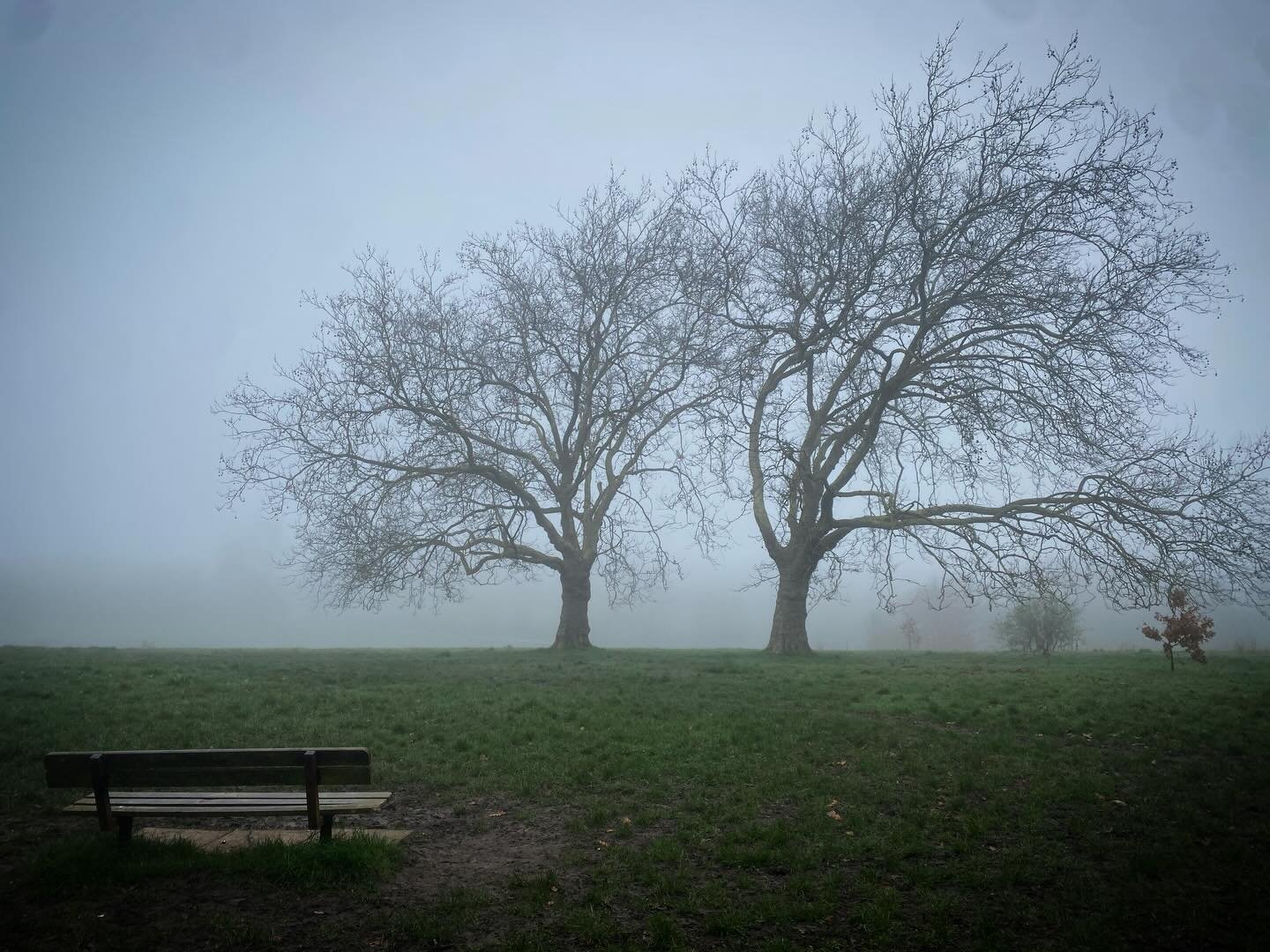 Moody and misty on the Heath today! 

#hampsteadheath #trees #mist #bench #nw5