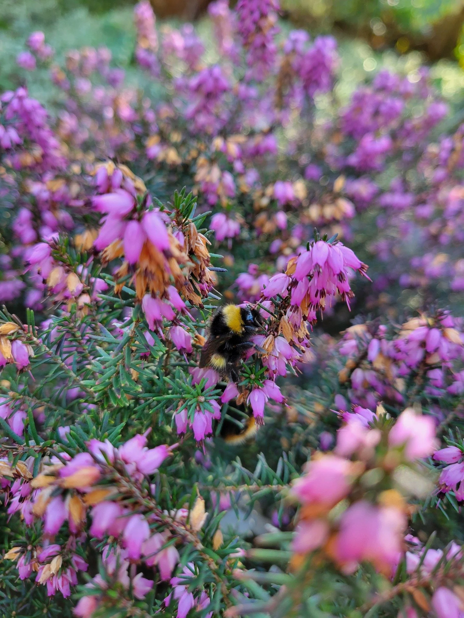 Hands up who's already spotted a bee this year? ✋ Our fuzzy friends have started to emerge from their winter dormancy ready for a busy season of pollination, like this bumbebee spotted in the Hill Garden heather by one of our session leaders 🐝
Fun f