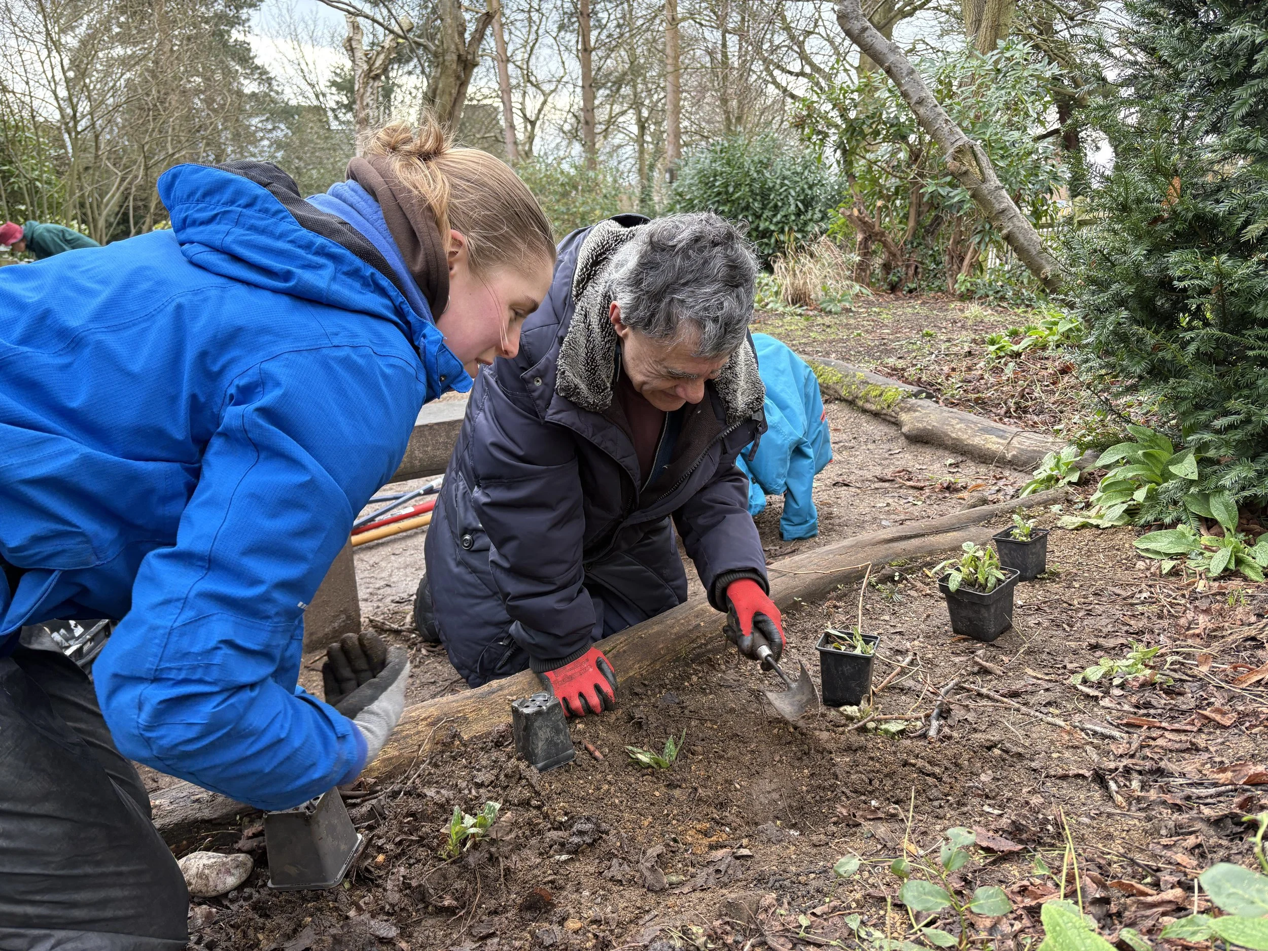 planting from nursery.JPG