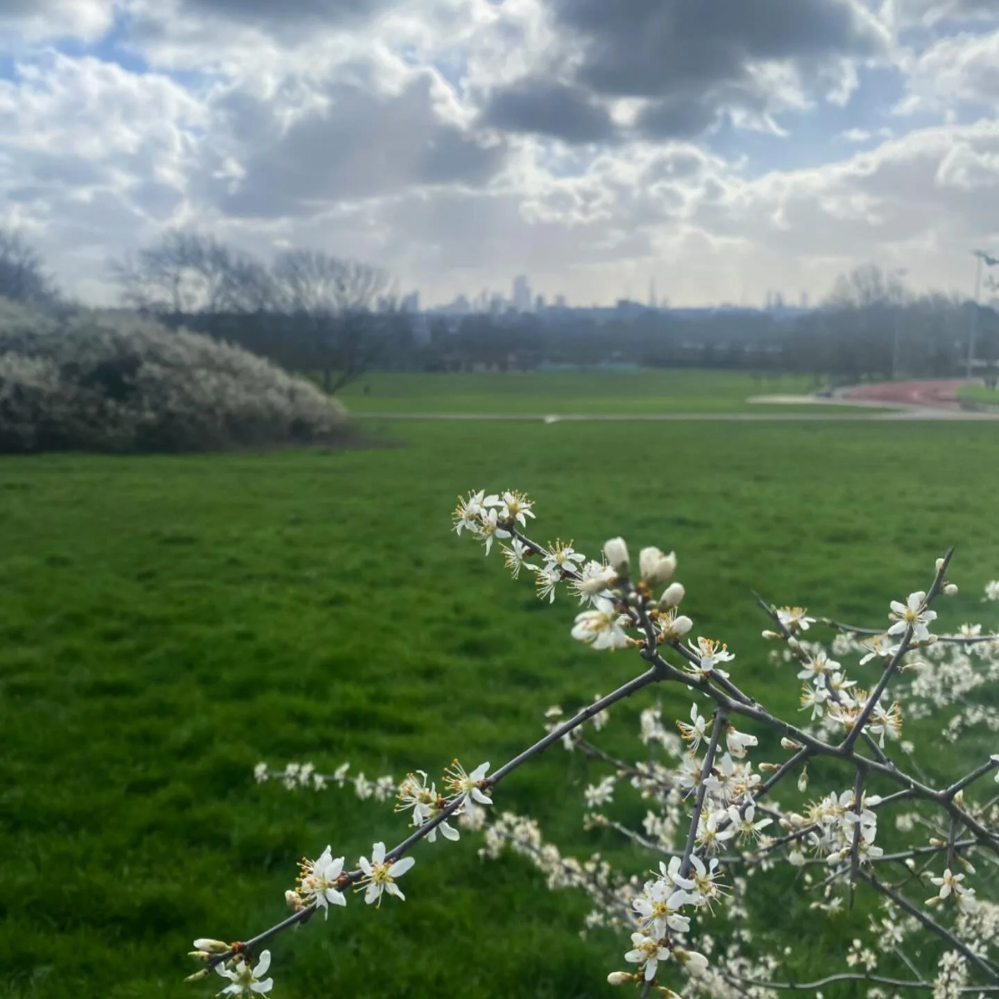 Blackthorn blooming on Hampstead Heath - Spring is definitely here and Mothering Sunday is coming up! 
Does your mum love the Heath? Why not treat her to a Heath Hands Friend membership for free access to all our activities and exclusive events and o