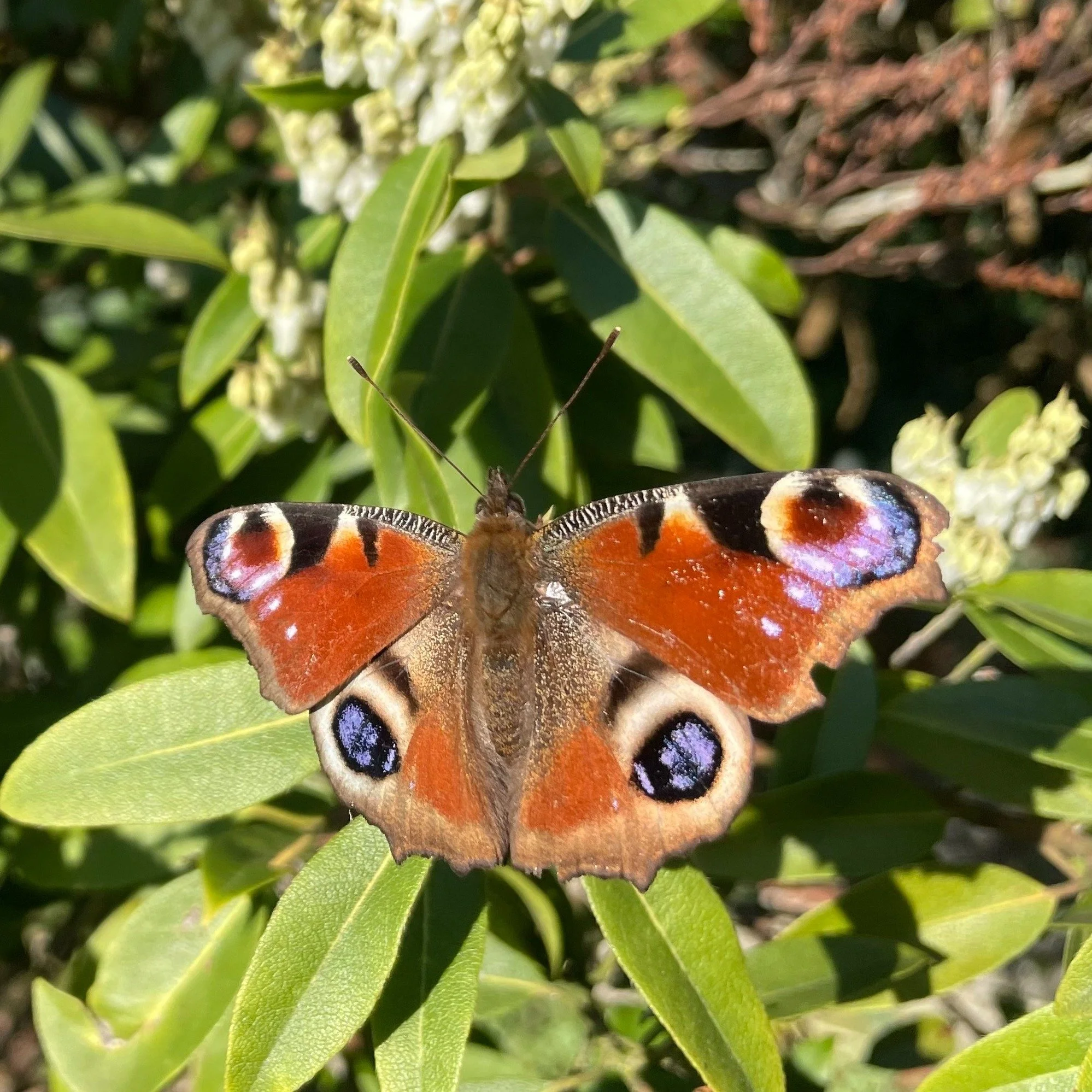 what a spot! 🦋our session leaders managed to grab these increadible photos of Peacock and Comma butterflies in the Hill Garden this week. Can you guess which is which?
