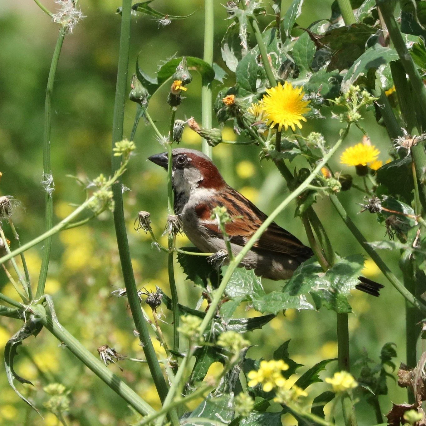 Today is #WorldSparrowDay 
Once a common sight in cities and villages alike, sparrow populations have been steadily declining due to habitat loss, pollution, and the lack of nesting spaces and natural food sources. Why not help Hampstead Heath's spar
