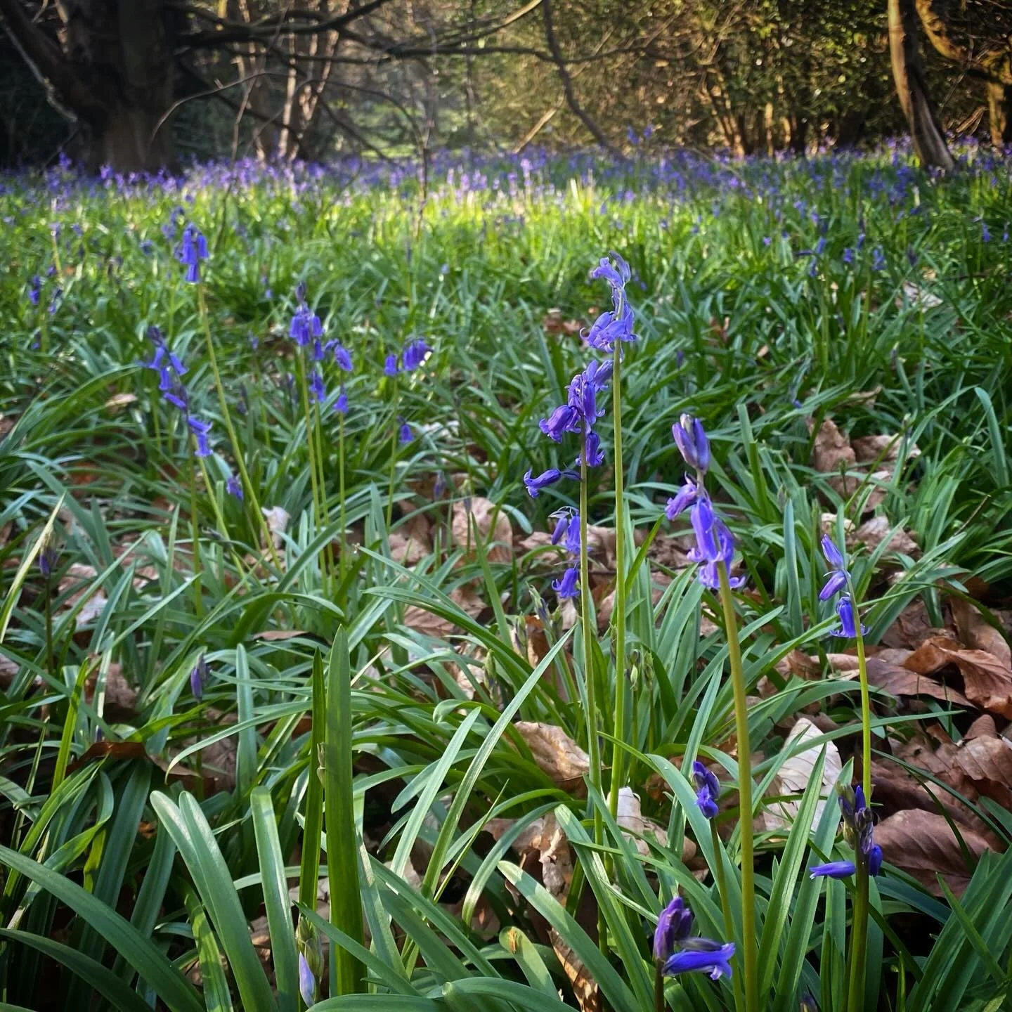 Happy Easter weekend from Heath Hands! Planning to get out and about on the Heath? Why not drop by to see our wildlife interpreters on Saturday 2-4pm for free egg-themed nature activities in the Parliament Hill area?
And next week, do join us for a p