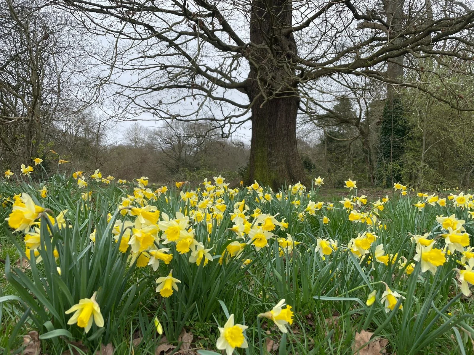 Inspired by the warmer weather to get out and about on the Heath? Check out our upcoming activities this weekend:
Saturday 11th: 
- Info Hut opening (10-2) and litter pick (12pm)
- Guided walk to the River Fleet (11am)
- Free family drop-in nature ac