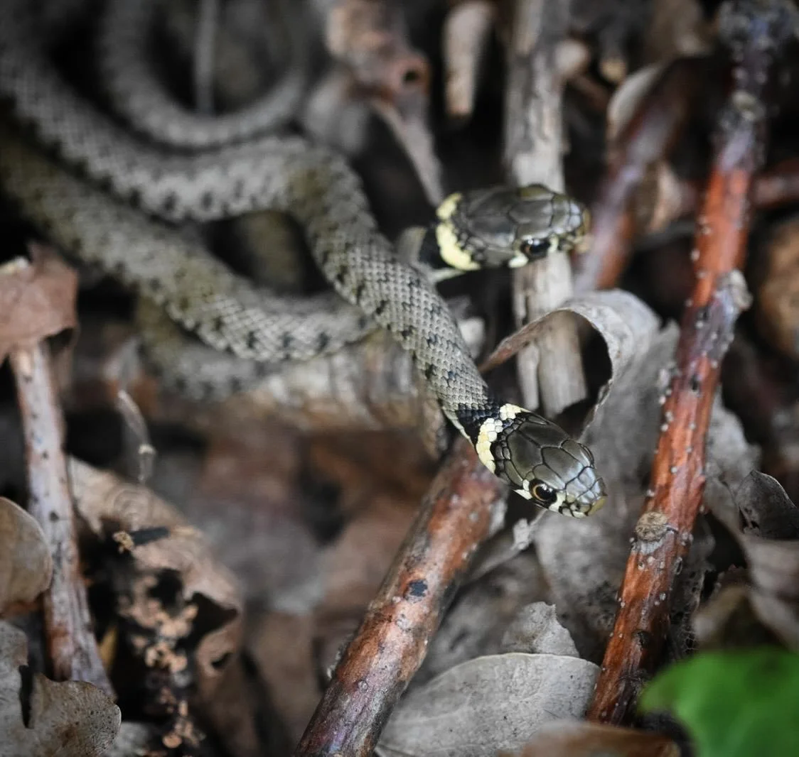 Check out this amazing picture of two grass snakes taken by one of our wildlife monitoring volunteers on Hampstead Heath at the start of our seasonal reptile monitoring season this week.

Want to find out more about our ecological monitoring programm