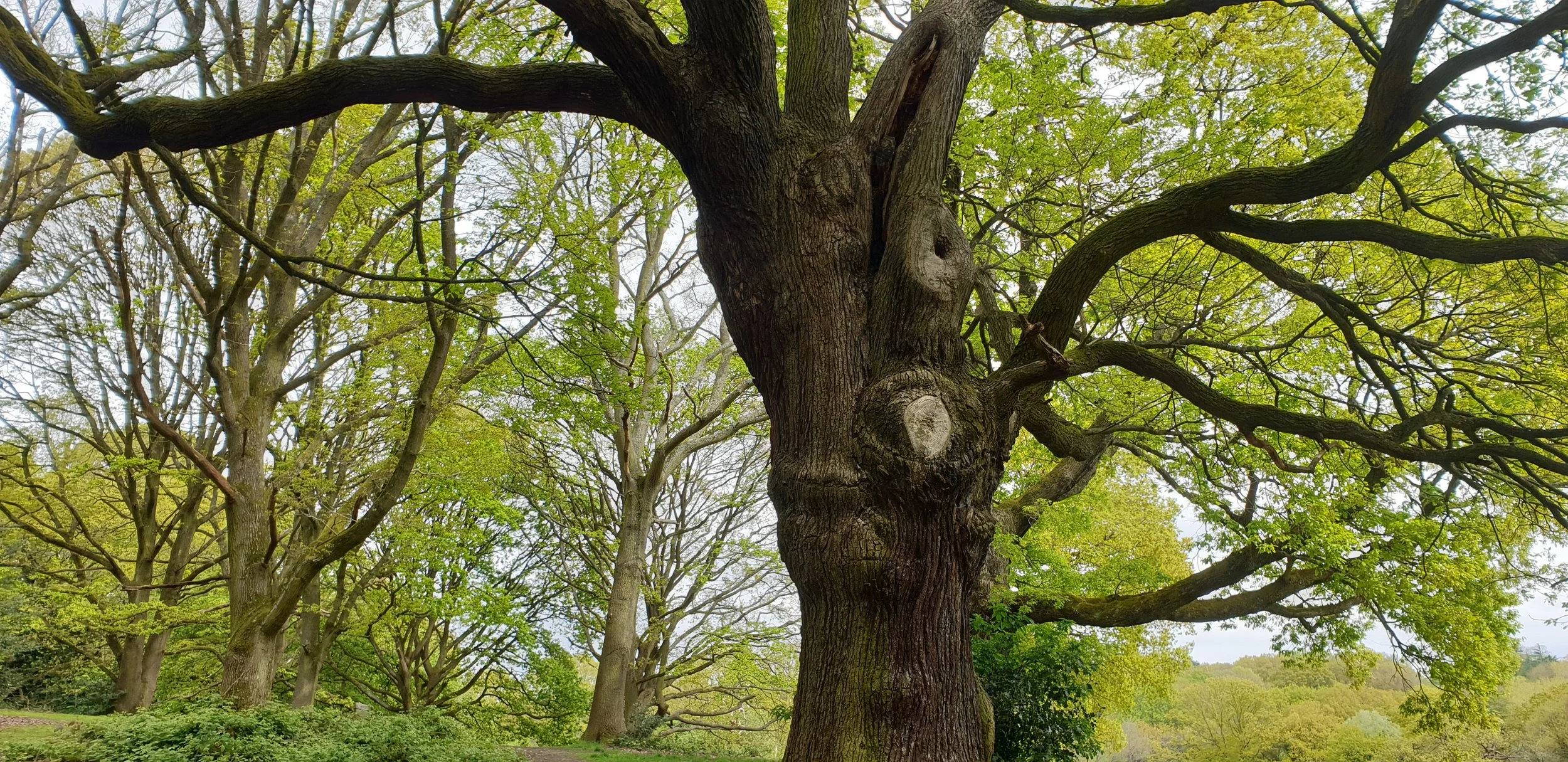 Heath &amp; Hampstead Society - Trees of the Heath and climate