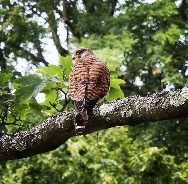 LNHS - London Bird Club
