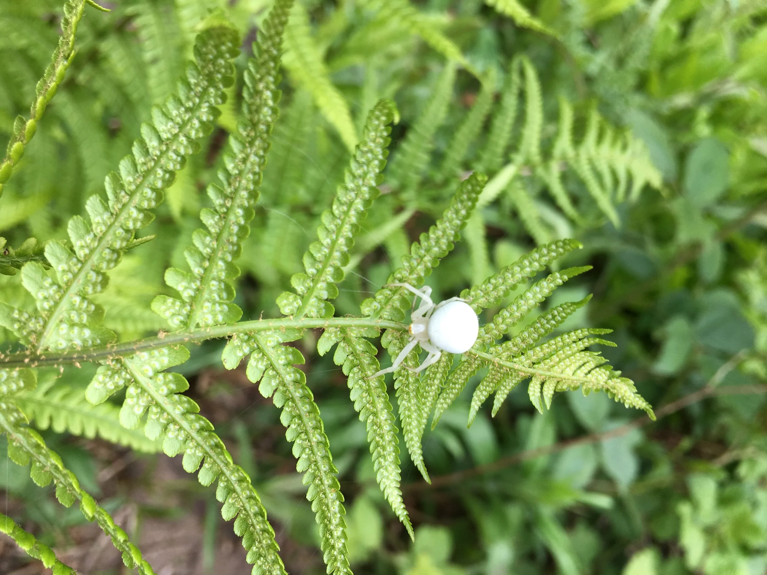 LNHS Beginners Fern ID