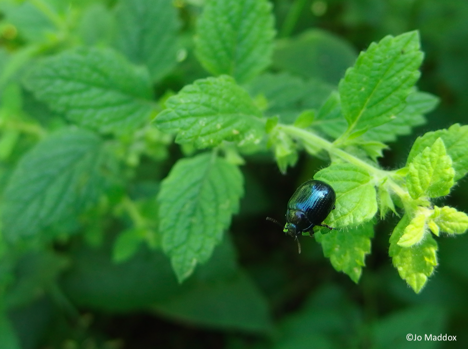 LNHS survey - Hampstead Heath beetles