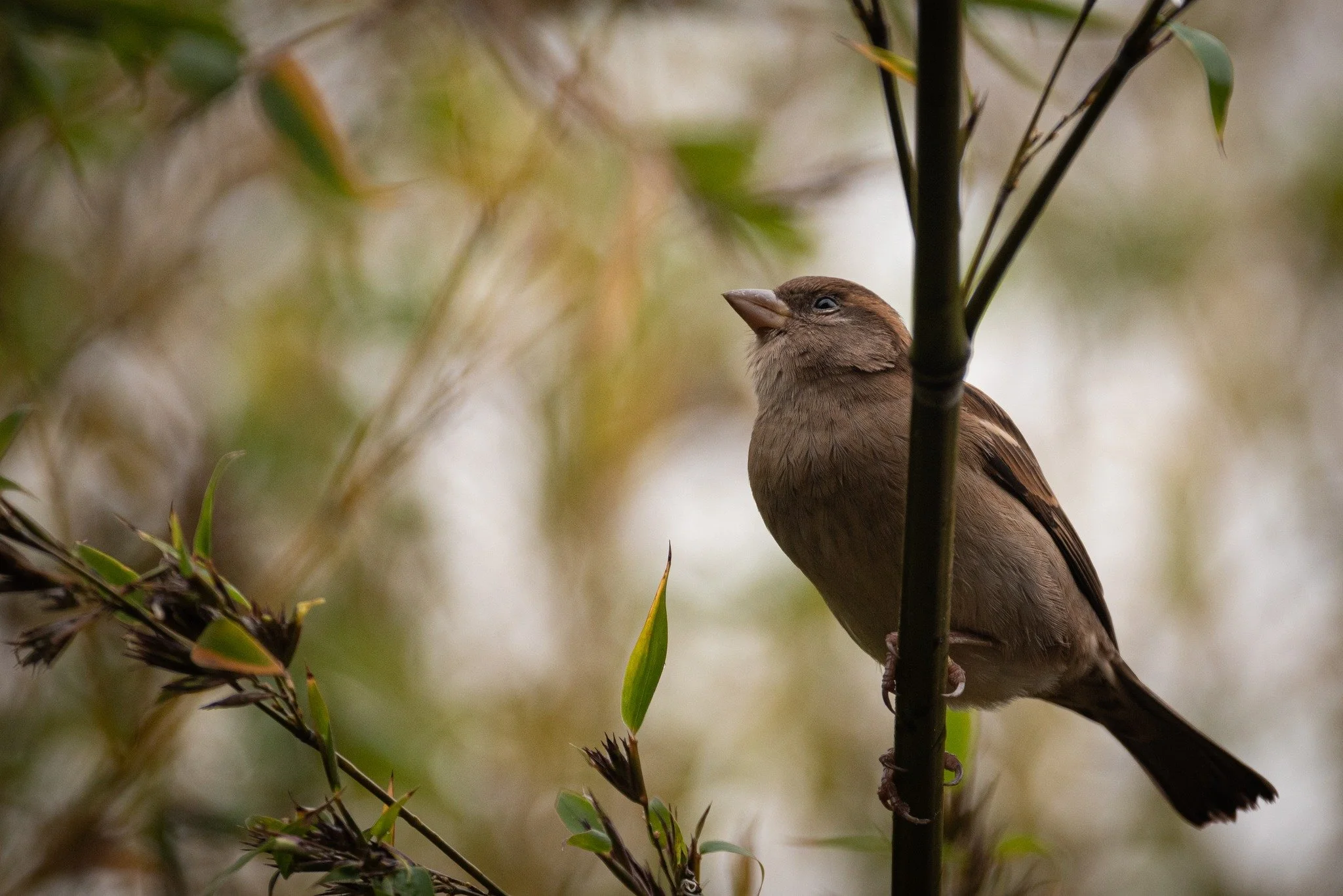 Today is #DawnChorusDay , the worldwide celebration of nature's greatest symphony. If you'd like to learn more about the Heath's bird population why not take part in one of our upcoming free Bird ID walks? Walks will take place on 8th and 10th May - 
